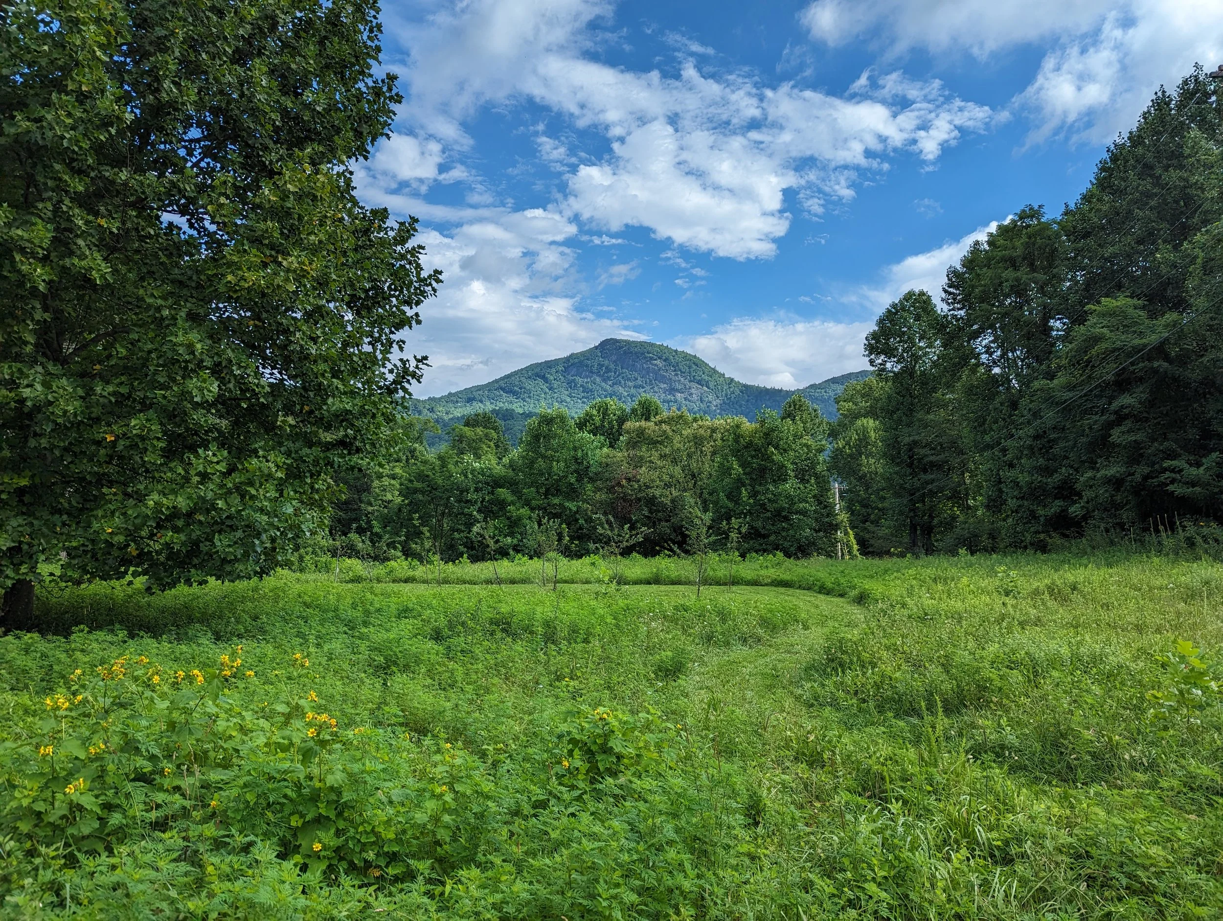 A lush green field surrounded by trees with a mountain in the background under a partly cloudy sky.