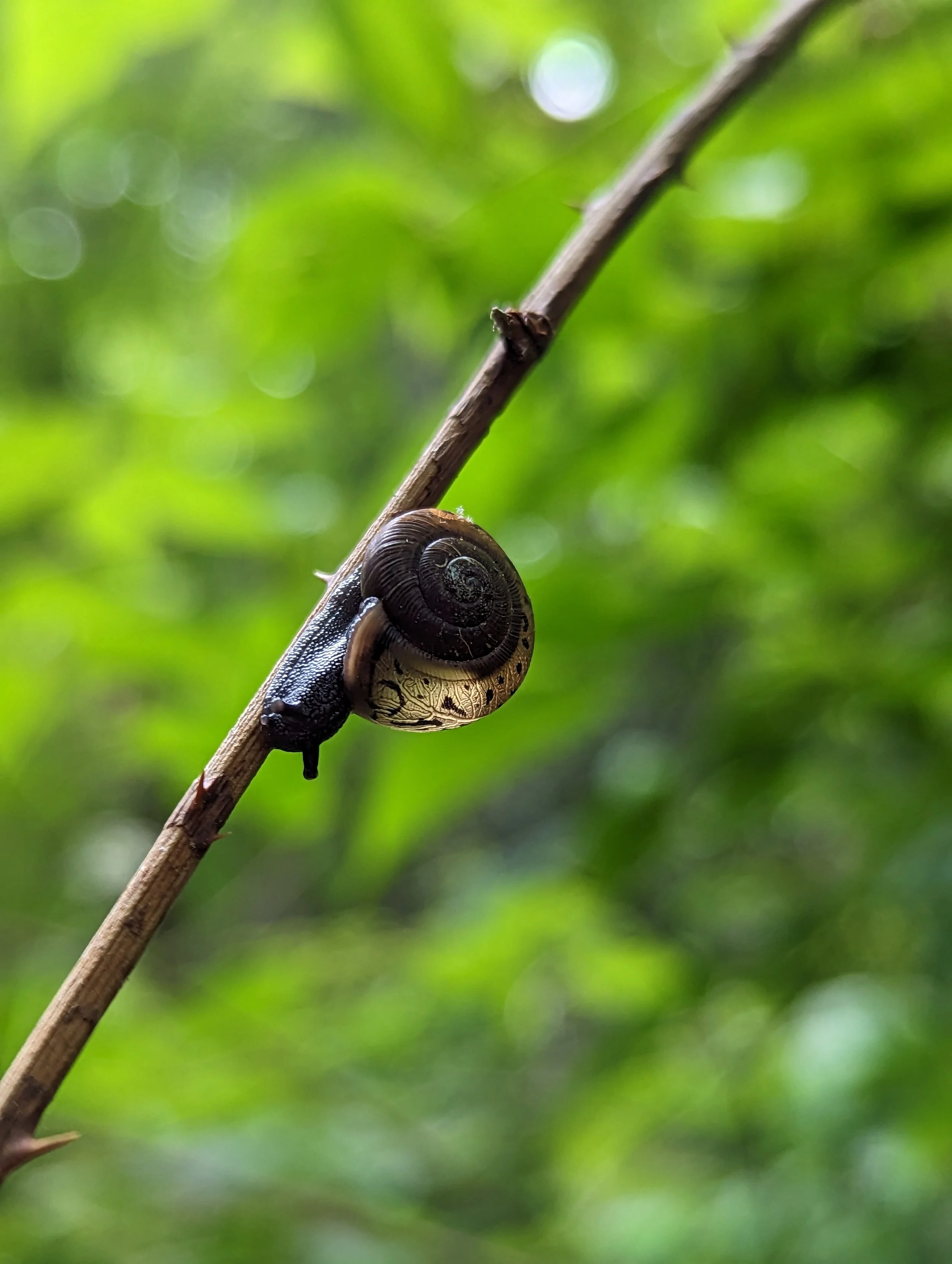 Brushy Face Preserve