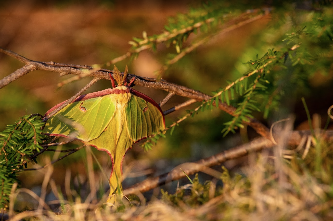 Fee Simple Donations