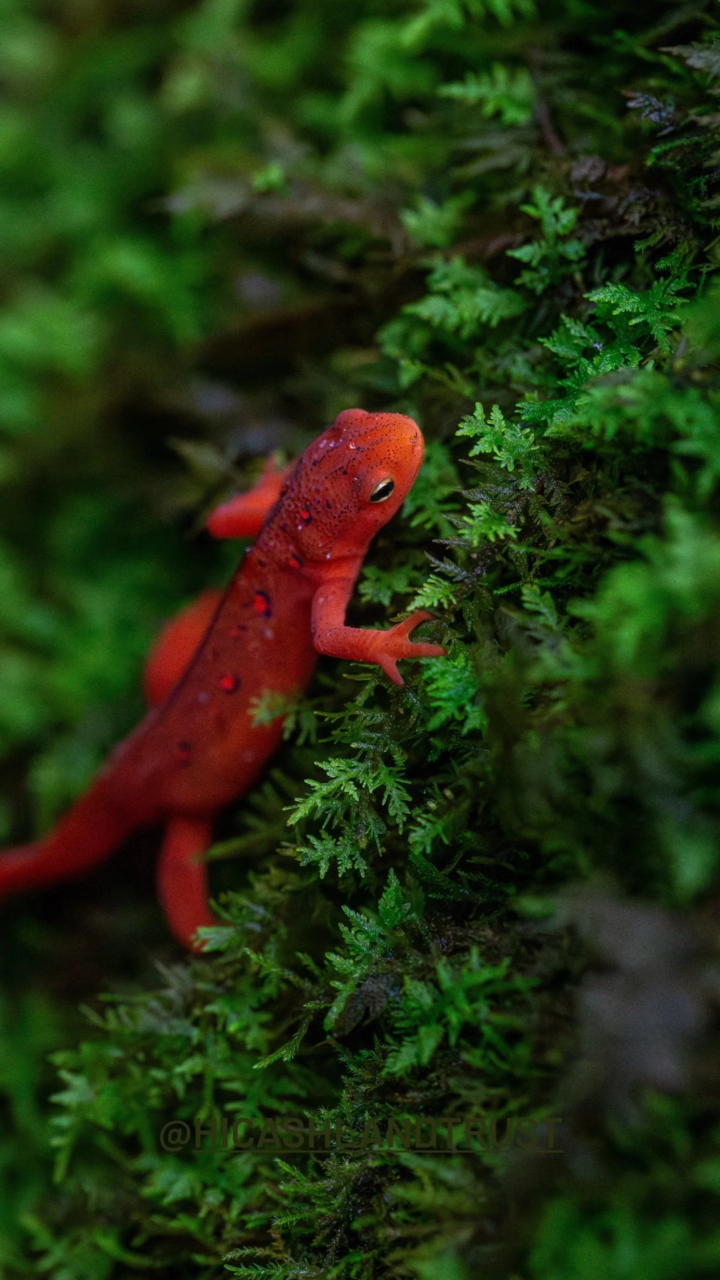 A small red eft climbing on green mossy foliage in a forest setting.