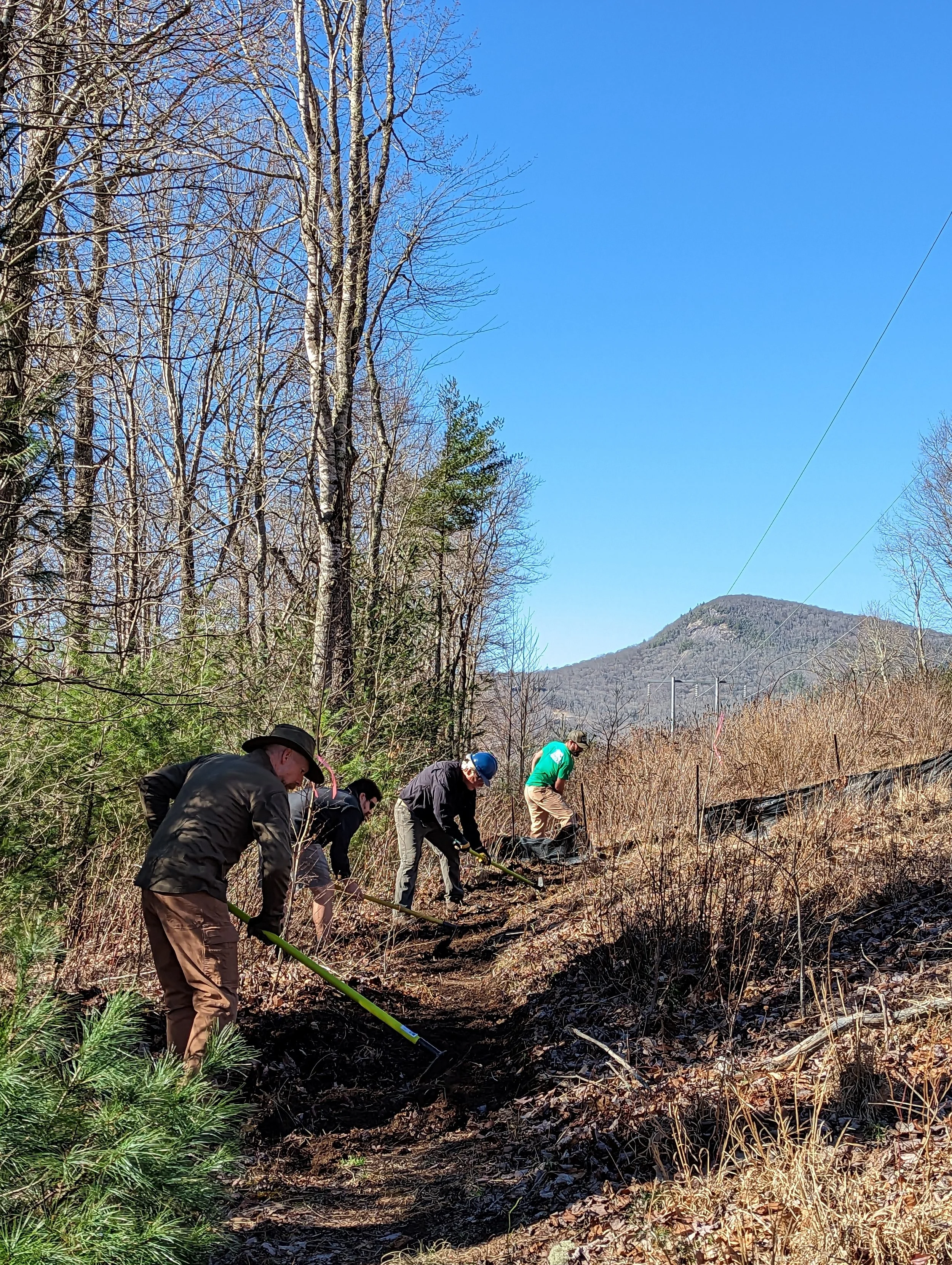 People planting trees on a hillside in a forested area on a clear day.
