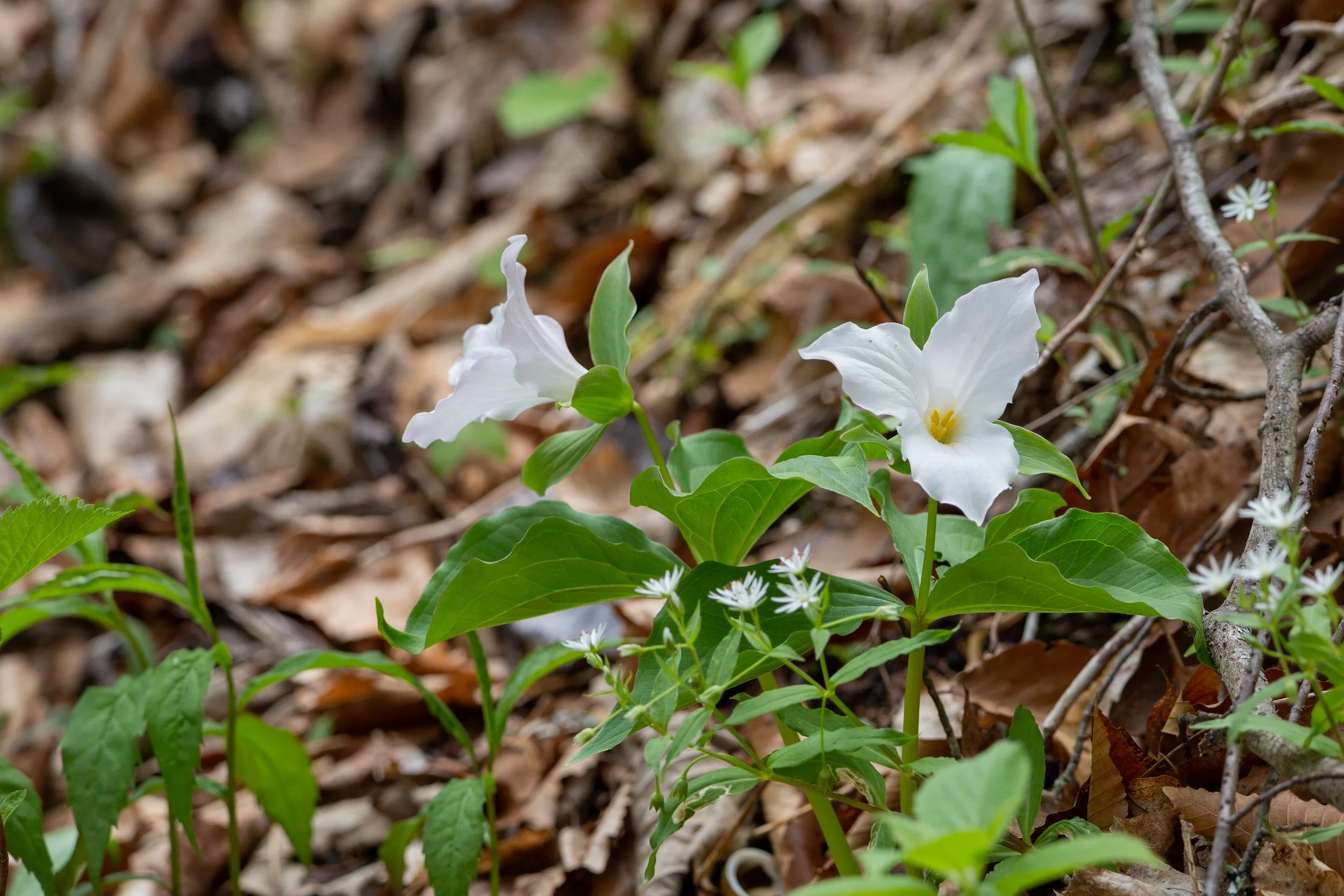 White flowers with green leaves growing among brown fallen leaves and small plants on the forest floor.