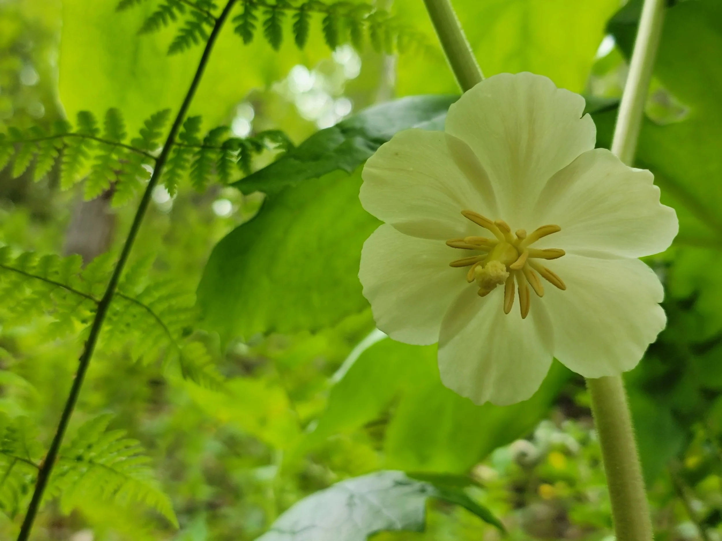 A pale yellow flower with five petals and a central cluster of stamens, surrounded by green foliage and fern leaves.