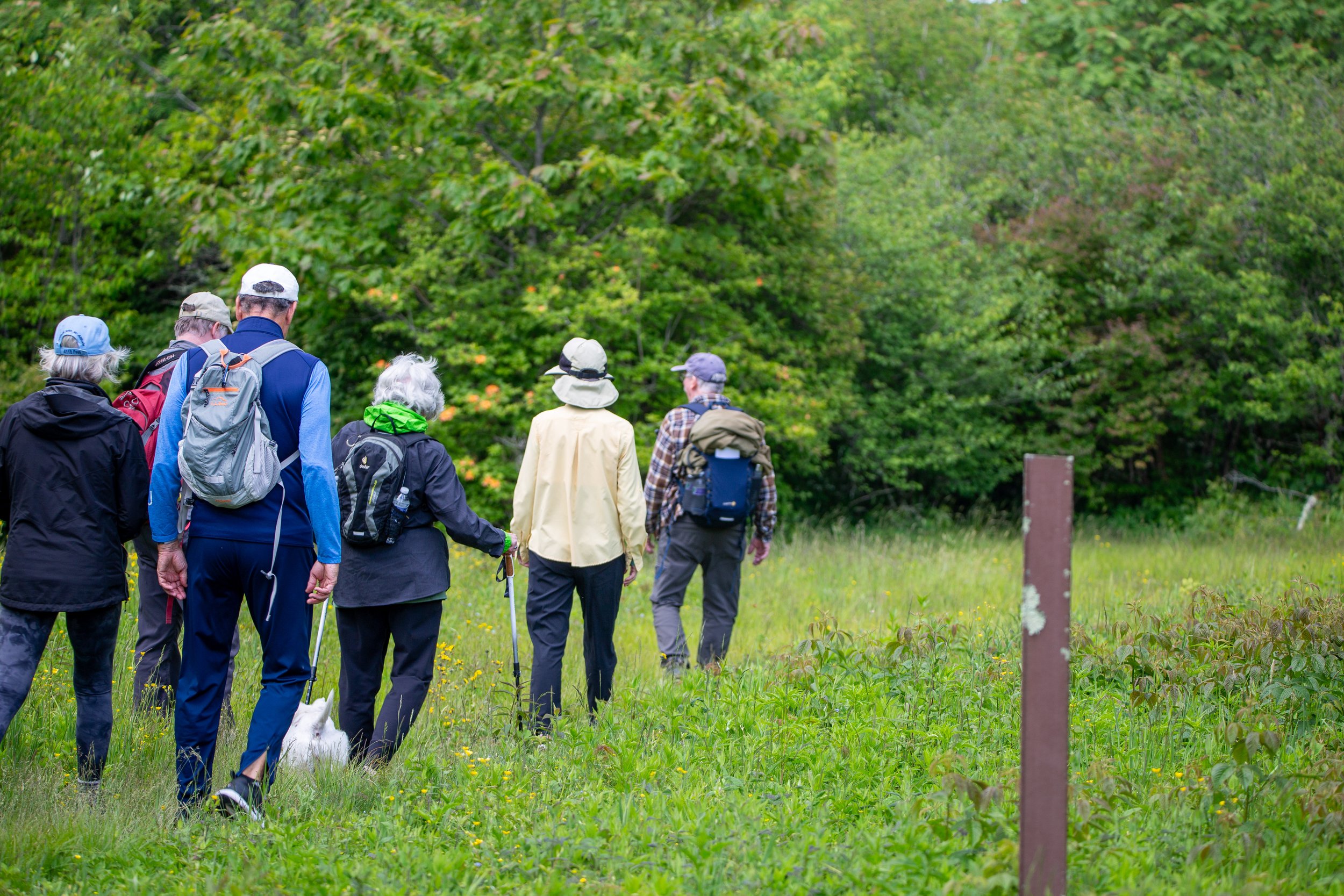 A group of people hiking through a green field with trees in the background, some using walking sticks and wearing backpacks.