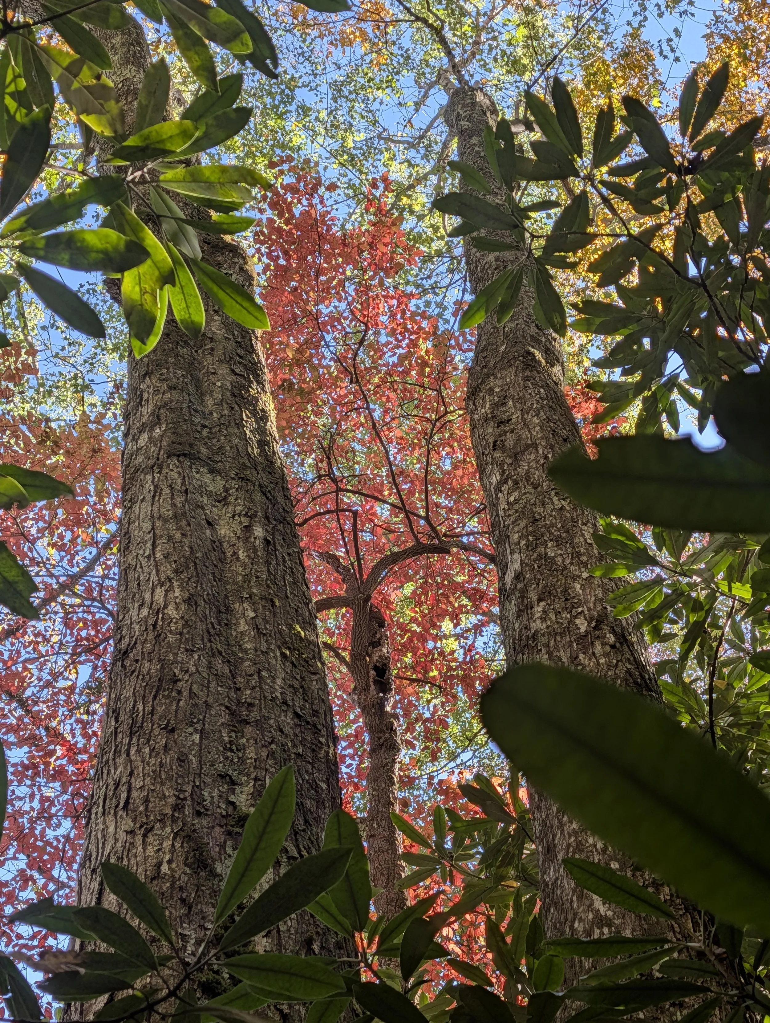 PXL_20251020_190720719.MP (1).jpg