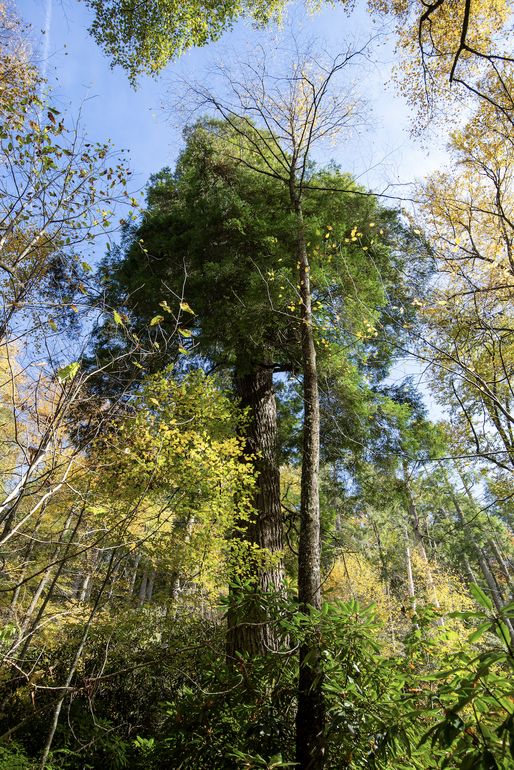 Old Grove and Hemlock Protection