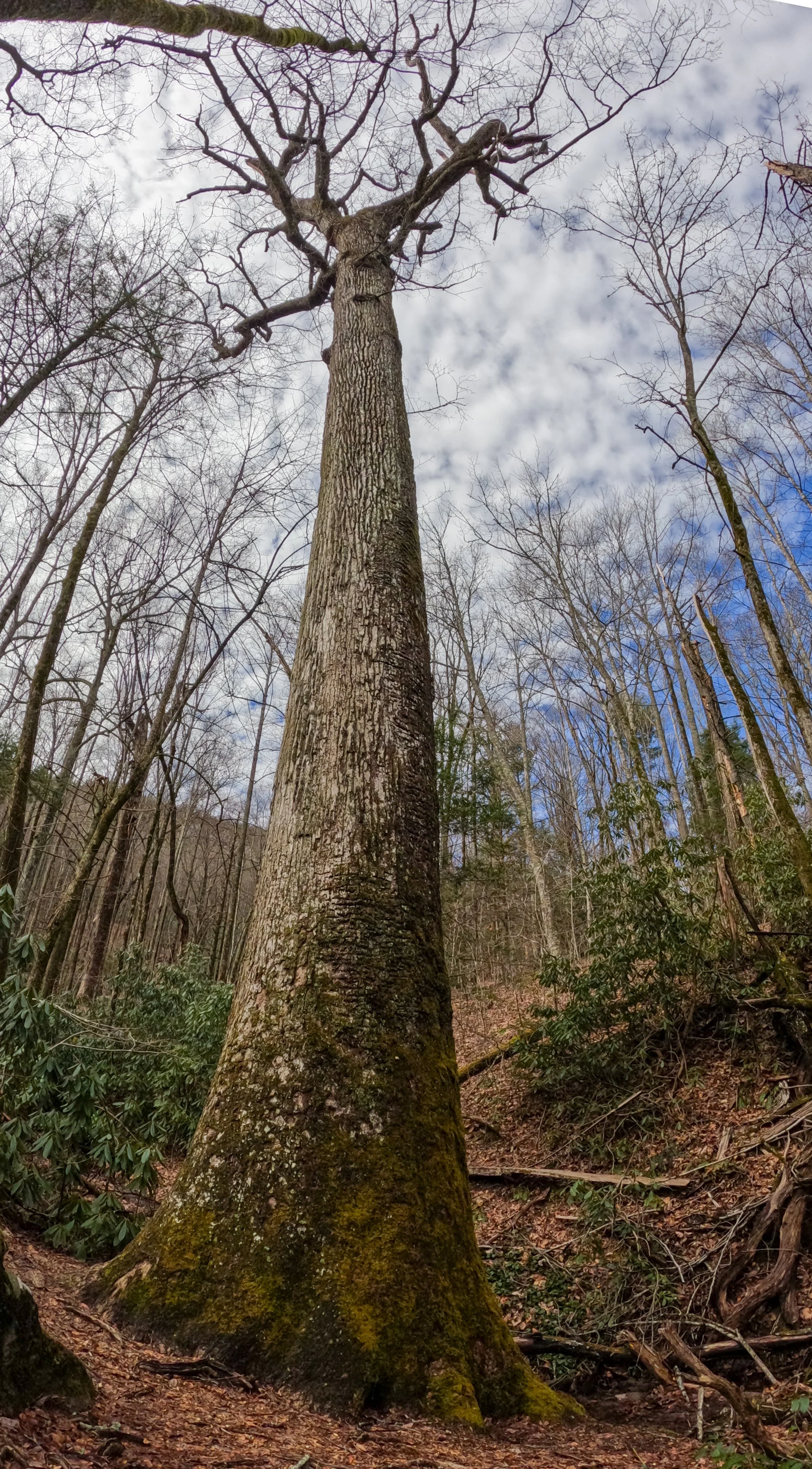 HCLT Nat Bridge Poplar-8.jpg
