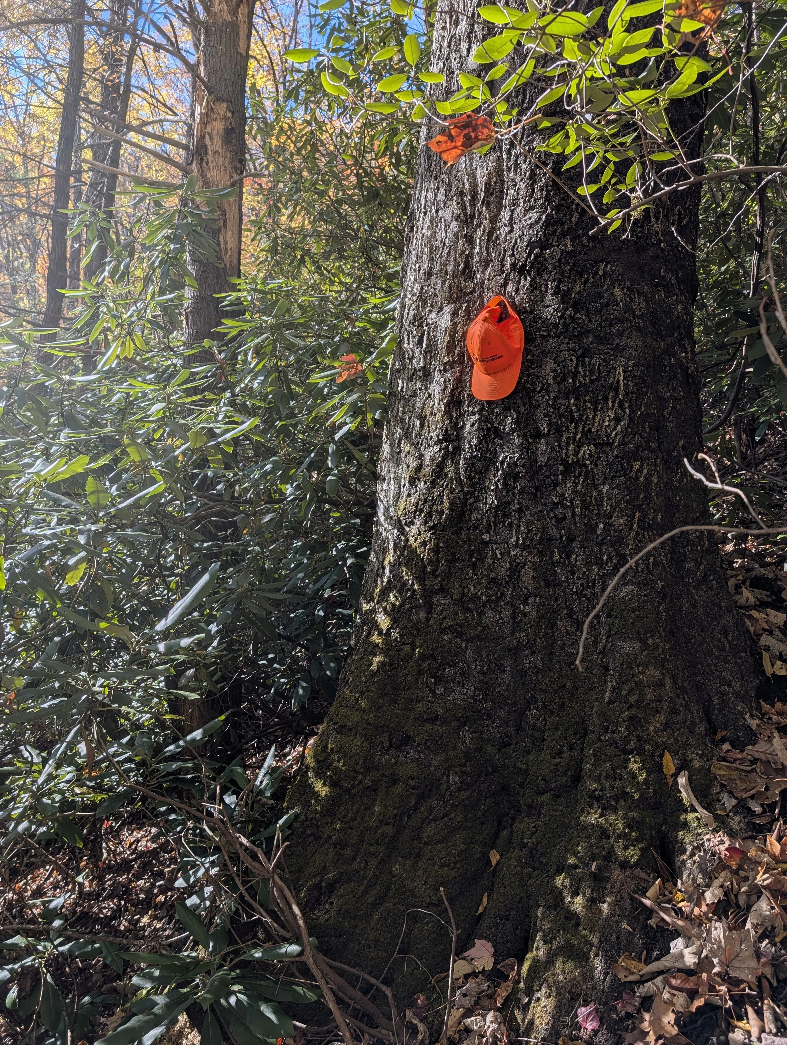 PXL_20251104_201349575.MP (1).jpg