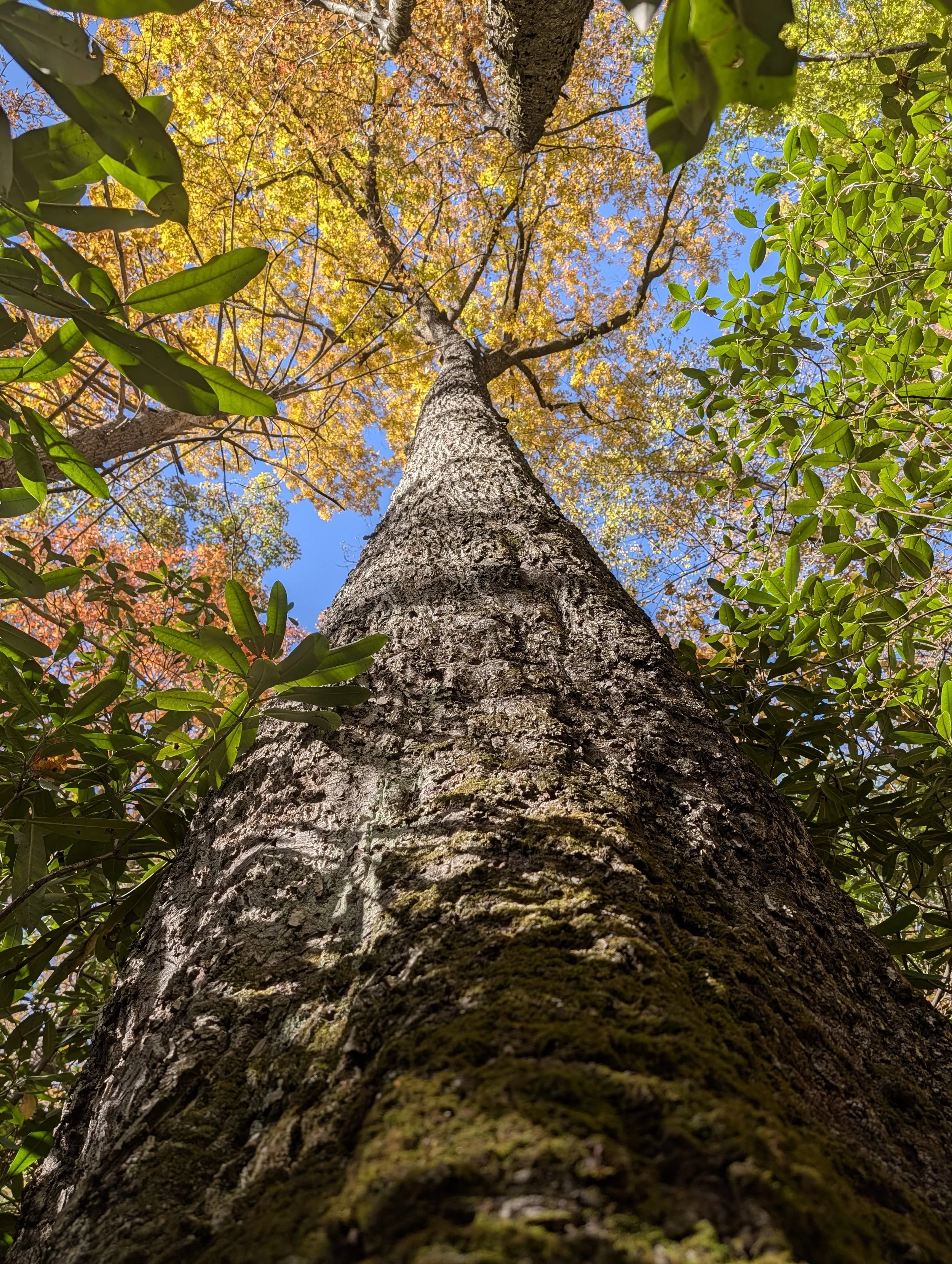 PXL_20251104_201411753 (1).jpg