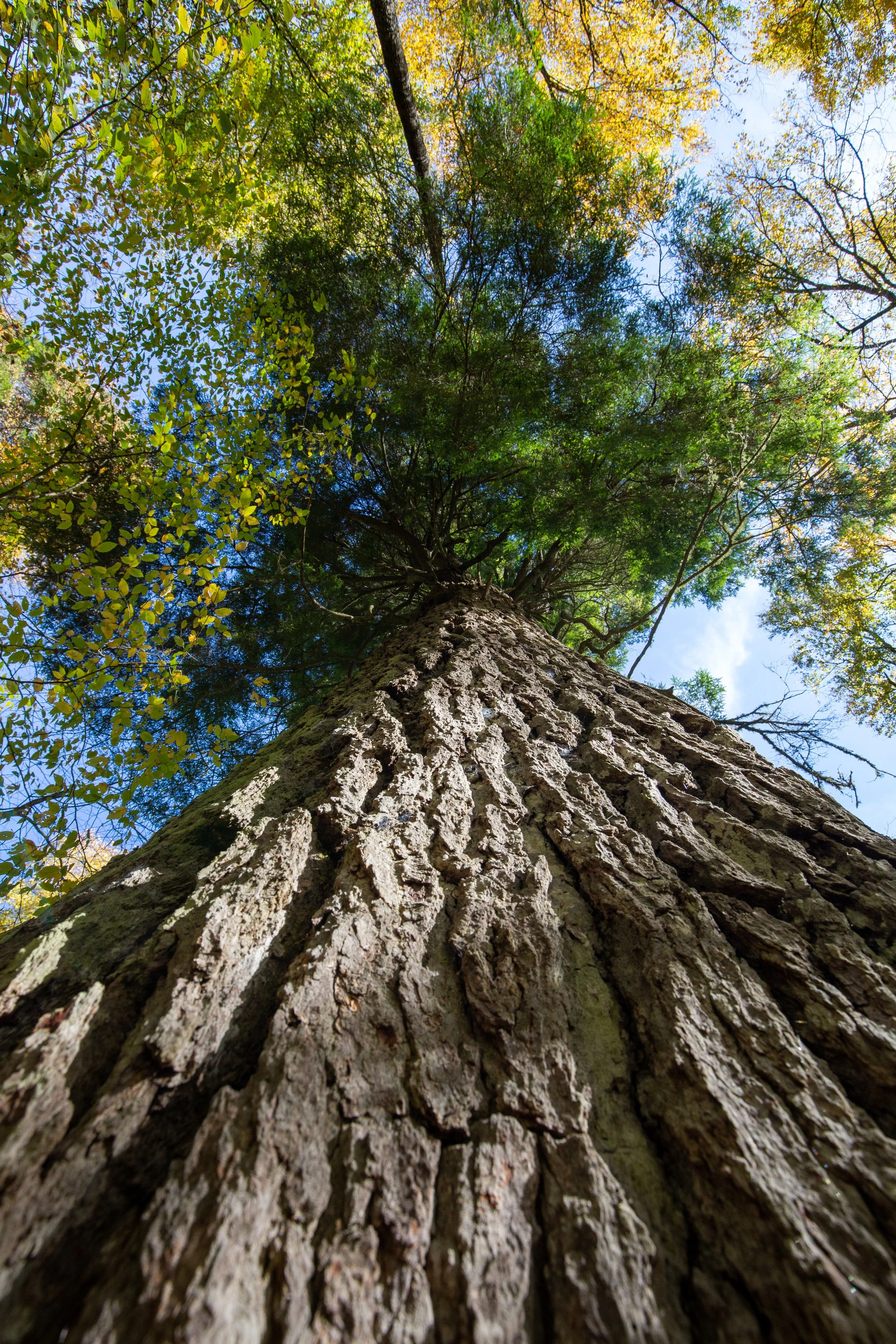 Low-angle view of a tall tree with rough bark, green foliage, and a blue sky with some clouds.