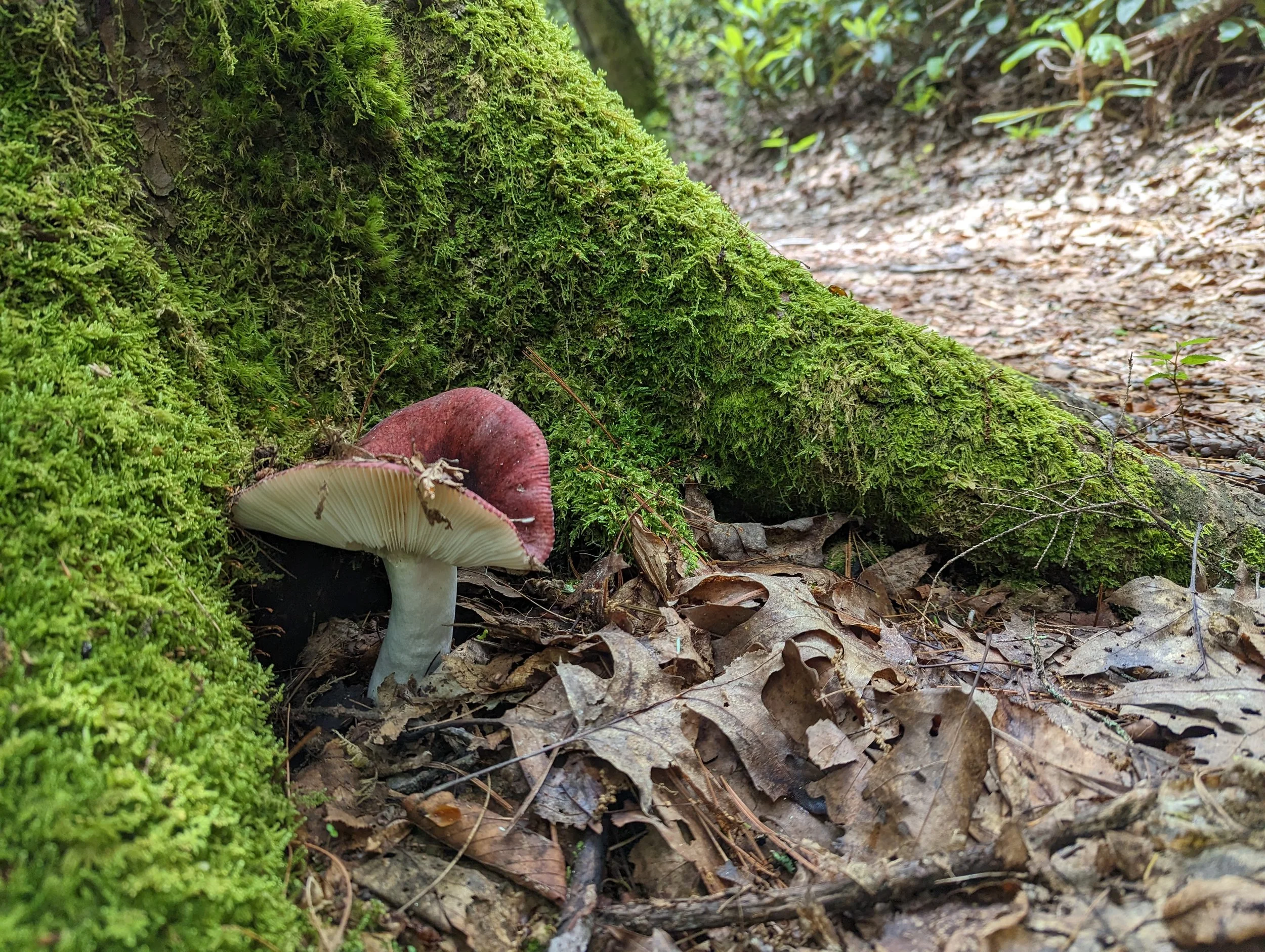 A mushroom with a white stem and reddish-brown cap growing on the forest floor among fallen leaves, near moss-covered tree roots.