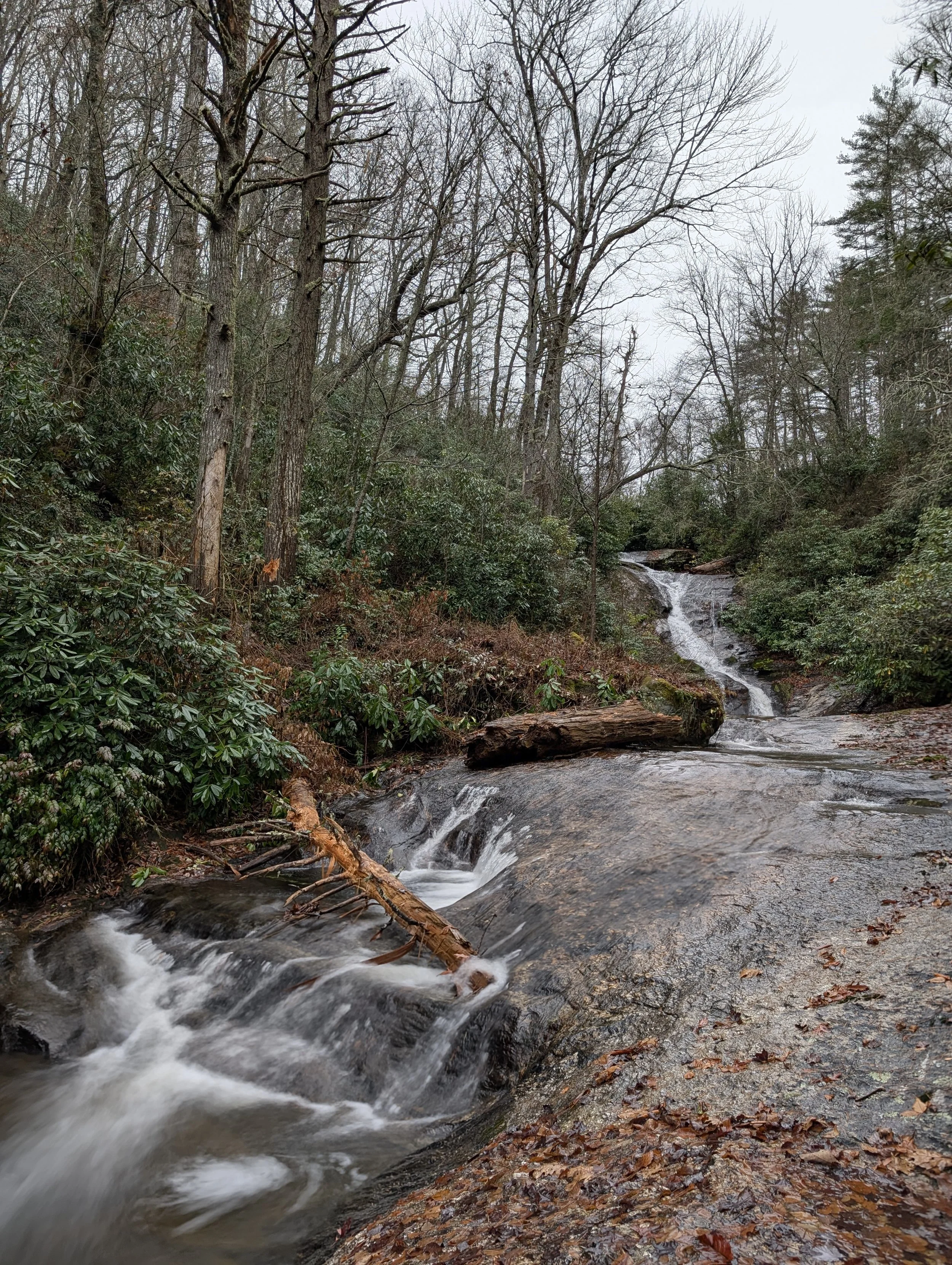 A small waterfall flowing over rocks in a forest with bare trees and evergreen bushes, and fallen leaves on the ground.