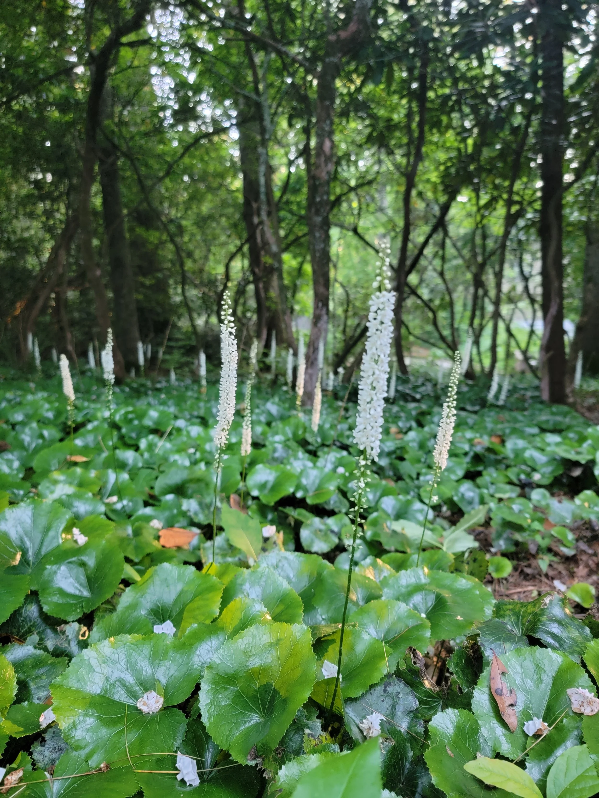 White flowering plants with green leaves in a forest setting.
