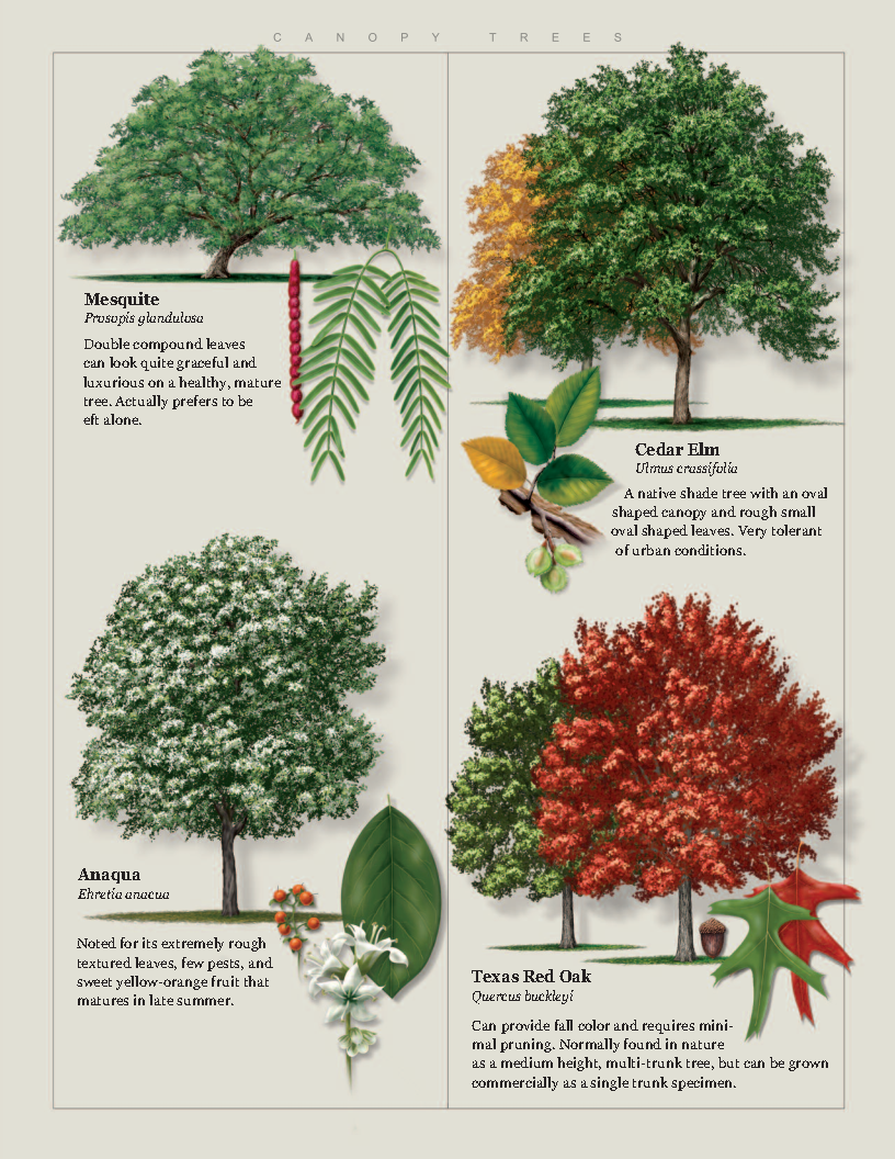 Full_tree_guide_Page12.png