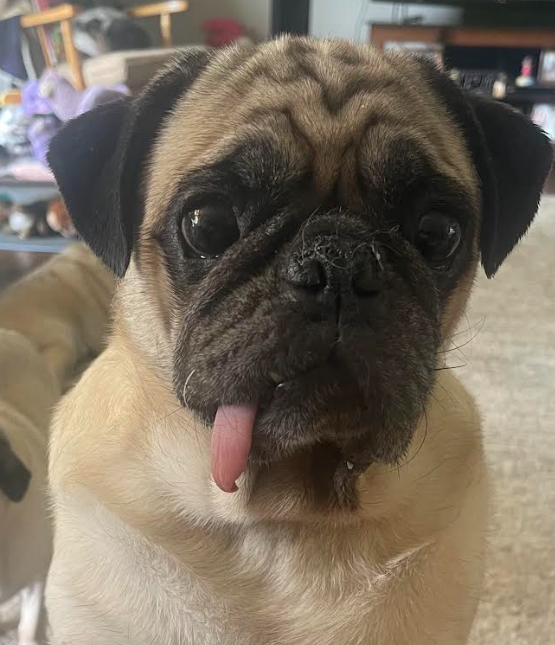 Mr. Biggs (M/10) Medical Hold