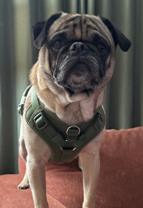 Walter (M/4) Medical Hold