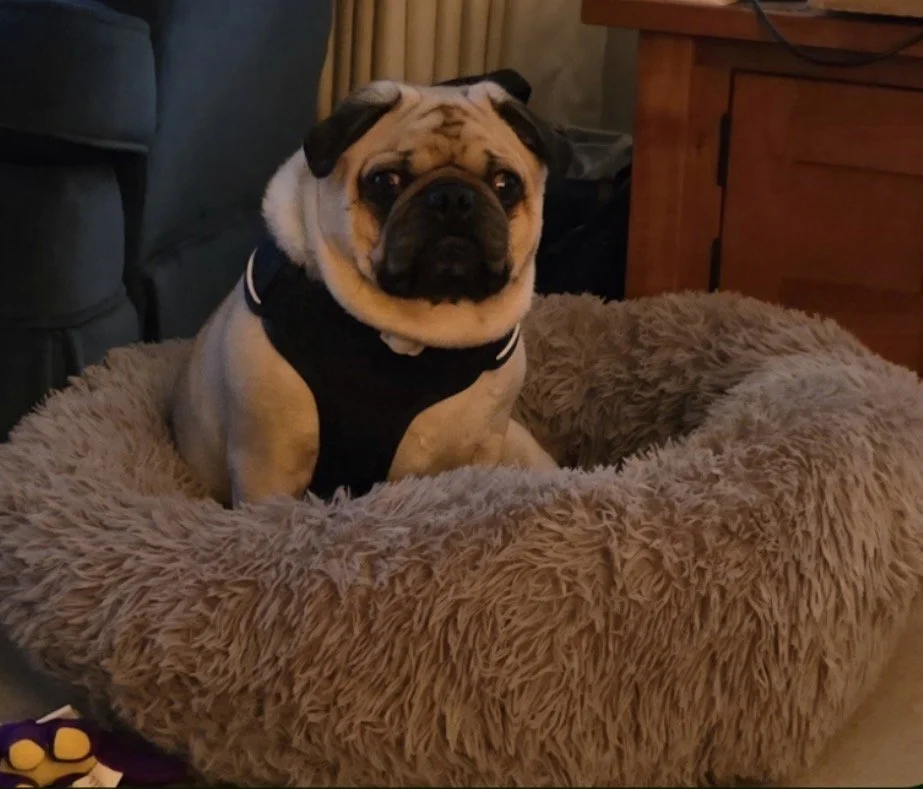 Phineas- 5 year old Male- Bonded with Tiffany