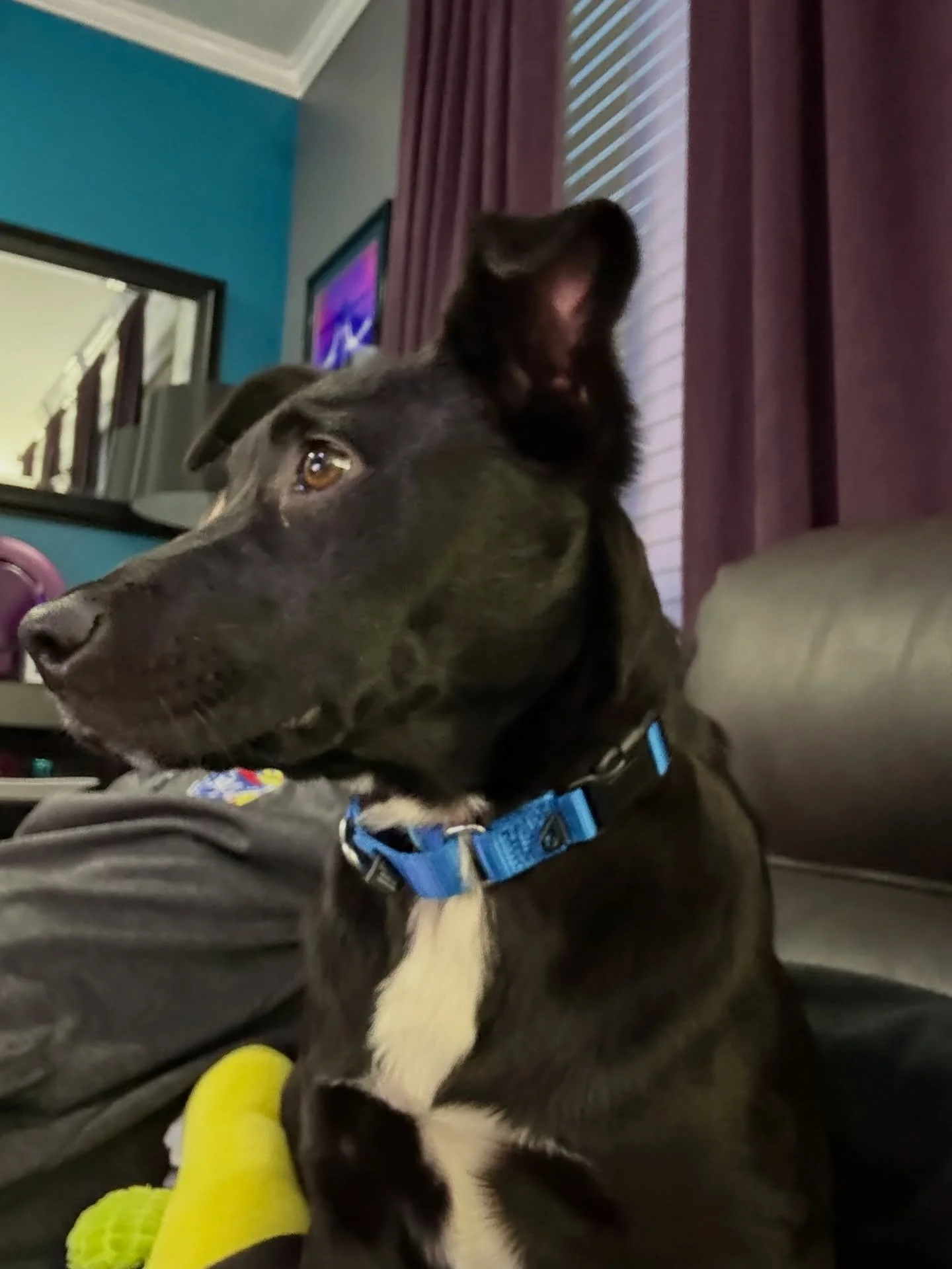 We got chosen at the shelter after visiting Bailey&rsquo;s gravesite today. Everyone, we&rsquo;d like you to meet Sammi! 🐶🐾

Lab retriever mix. Six months old. And just the sweetest girl. 🥰 

#adoptdontshop #shelterdogsrock #newbff