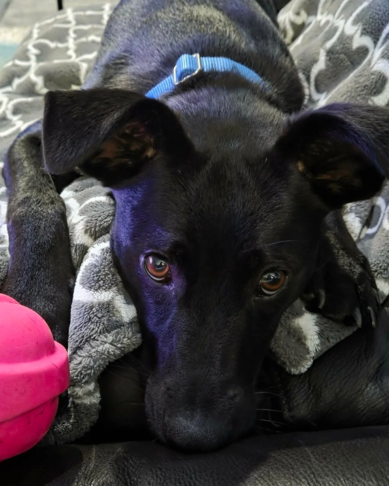 Happy National Dog Day from Sammi, our 10-month-old intern-in-training at the Freelance Rockstar Headquarters. 🐾

She&rsquo;s equal parts boundless energy, sweetness, and foot warmer. After unexpectedly losing our beloved Bailey last December, she&r