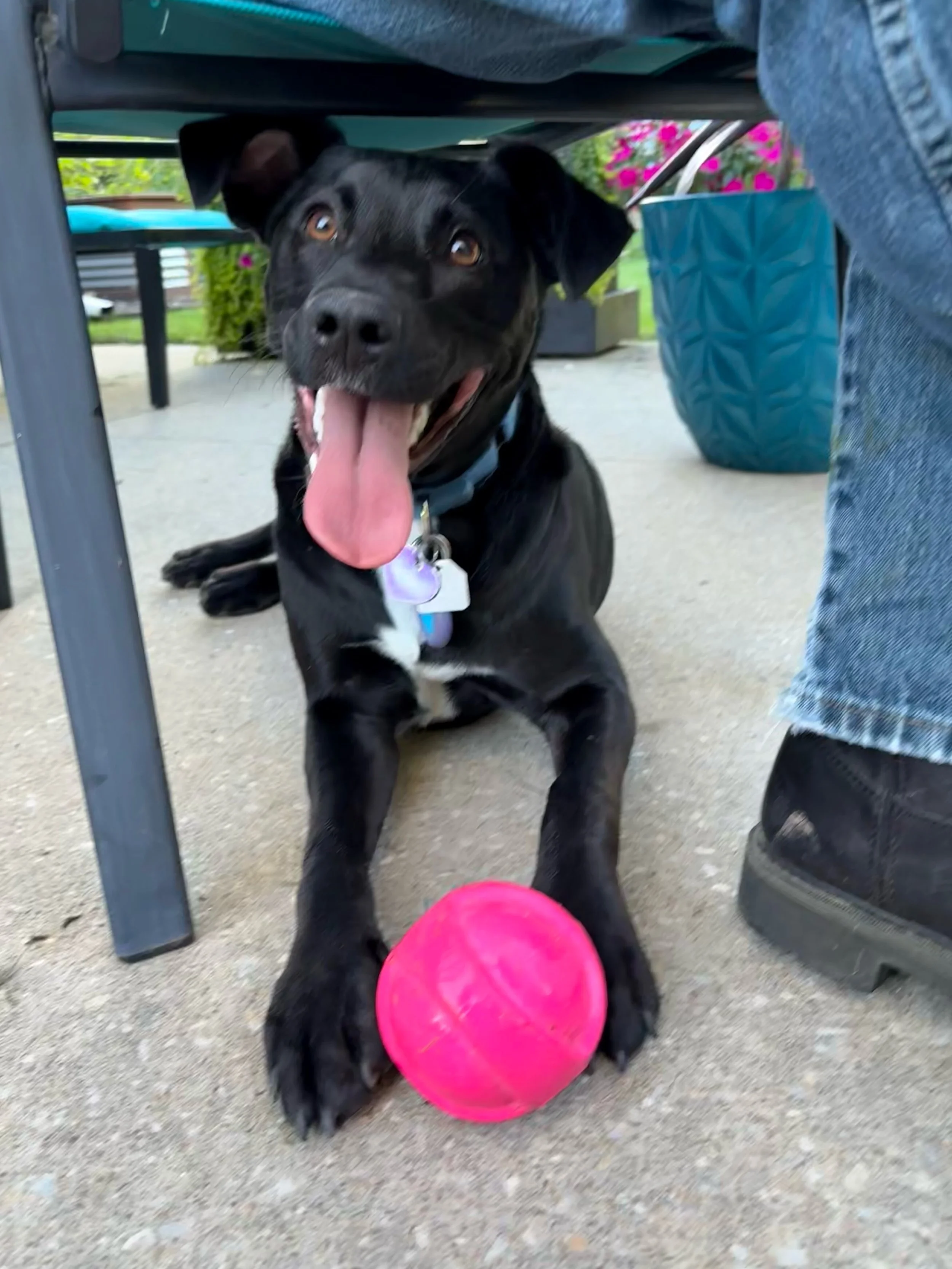 Birthday weekend complete for this sweet girl! 🎉

Trip to the pumpkin patch, walkies, treats, cuddles, and plenty of playtime for Sammi&rsquo;s first birthday. 

#Sammi #adoptdontshop #shelterdogsrock