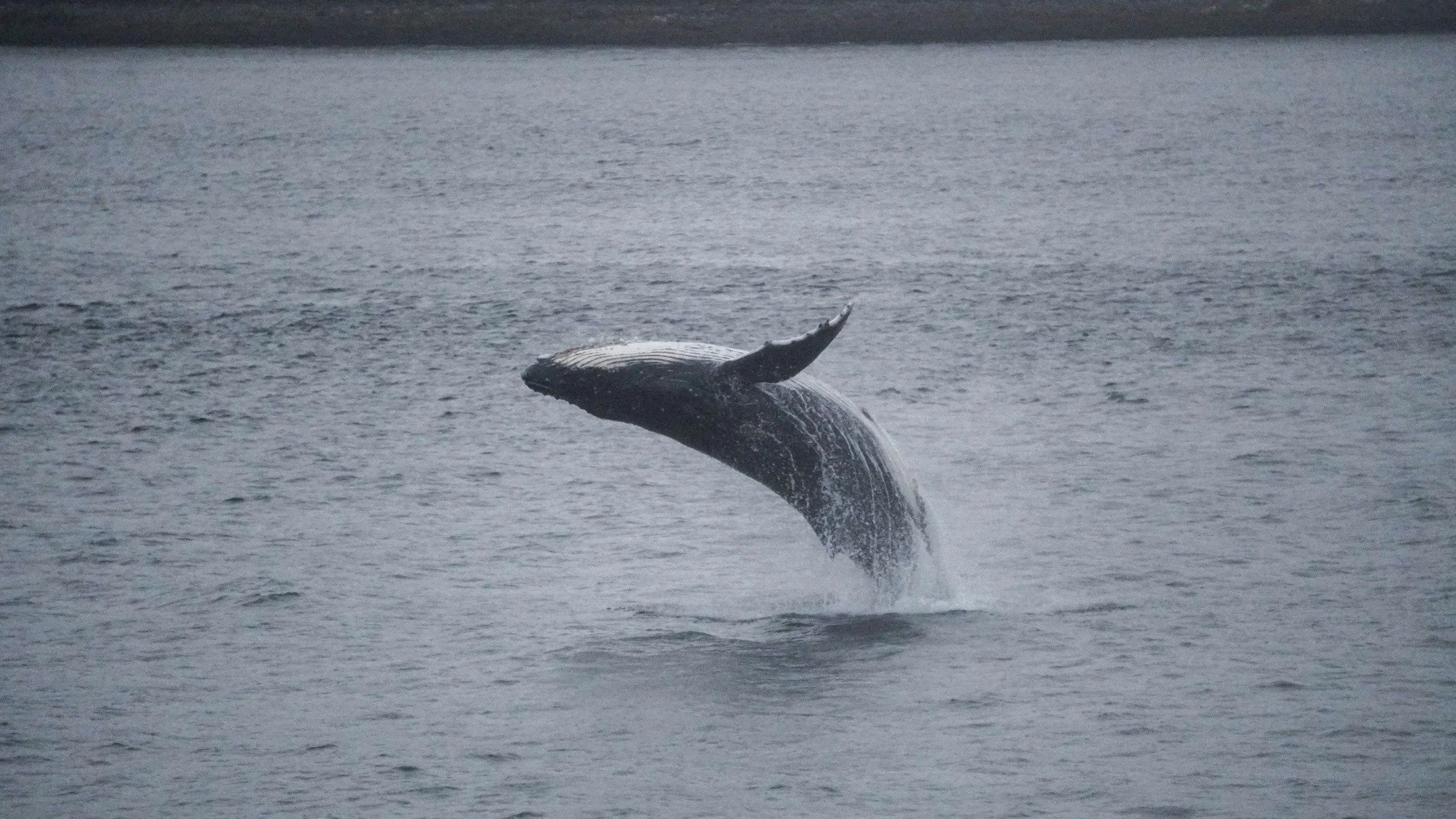 Whale Watching Photos 🐋
#juneau #alaska #alaskaphotography #photo #photography #whalewatching #whales