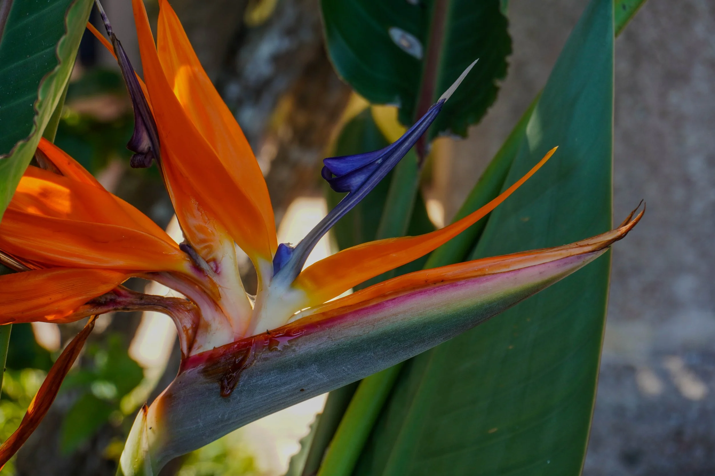 DSC09284.jpg