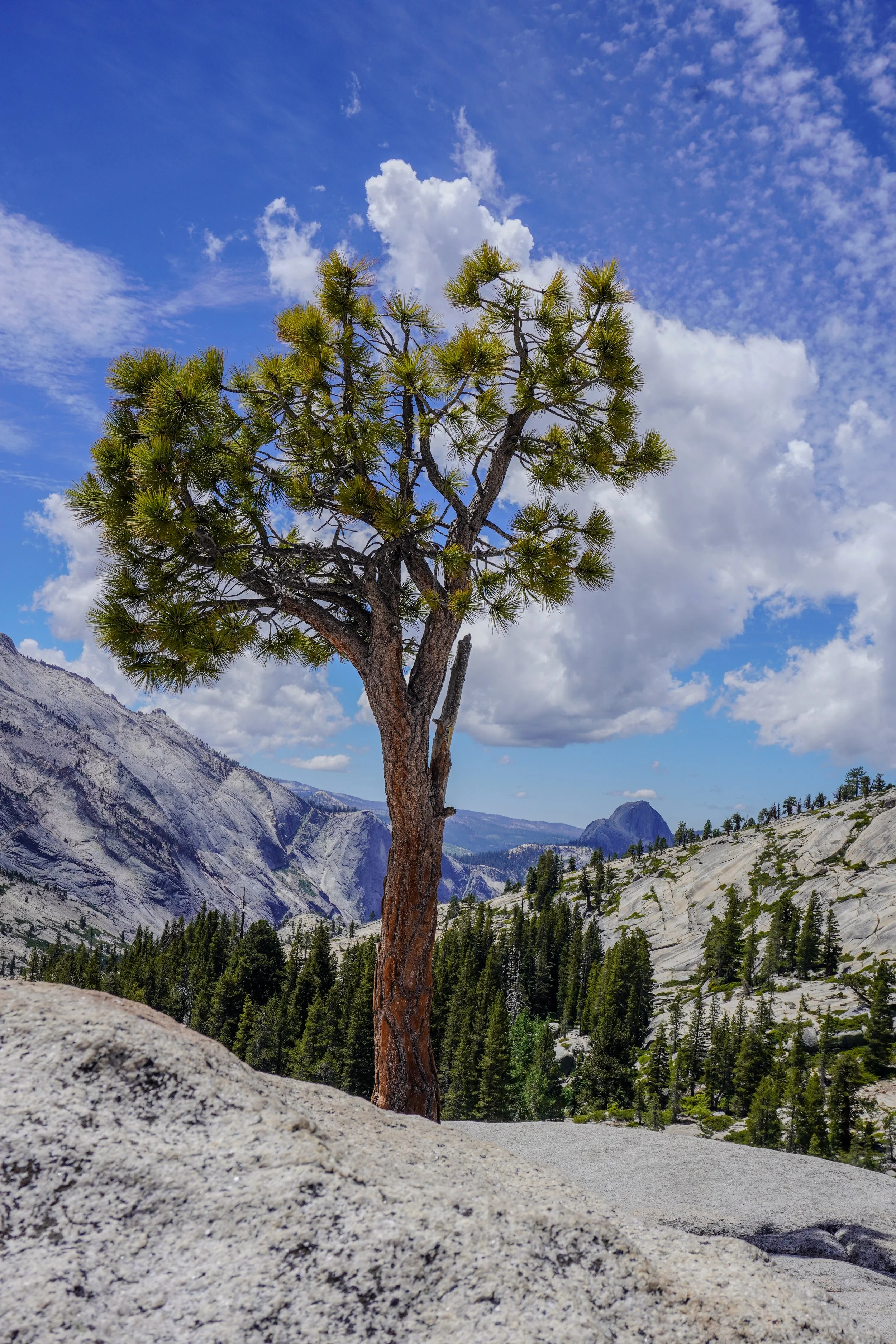 Yosemite 2-4.jpg