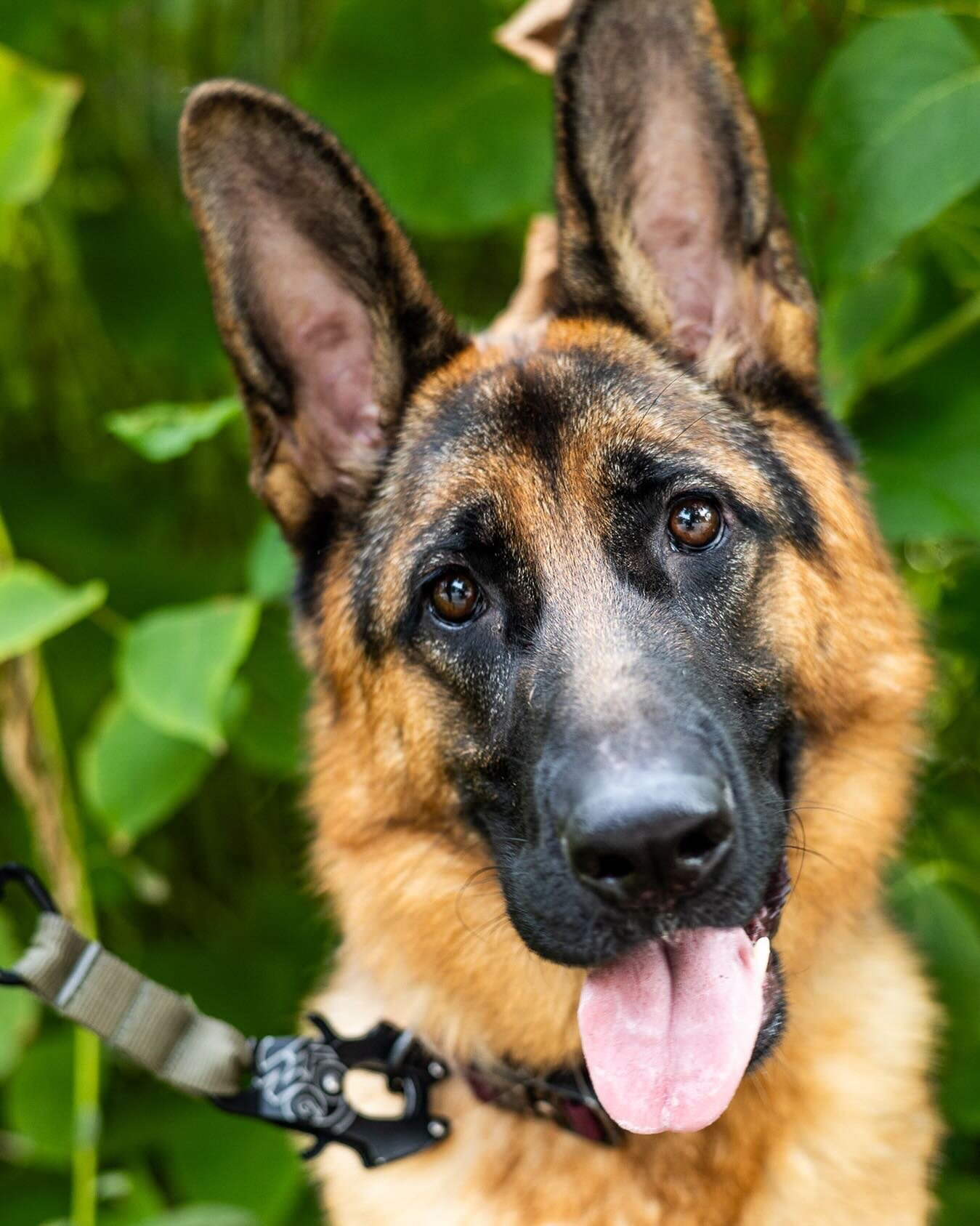 How cute is this weeks #tongueouttuesday pup? Nova&rsquo;s ears are so big that we could barely fit them in the photo!