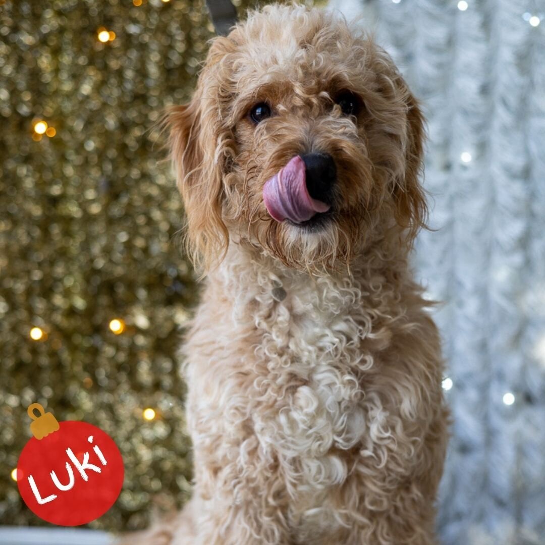 Happy #tongueouttuesday from Luki!