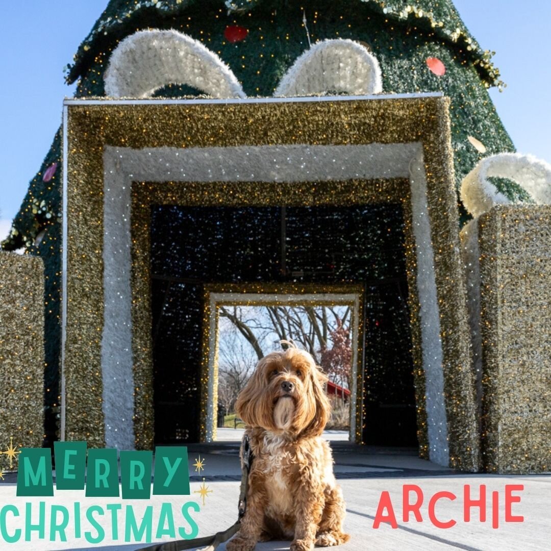 Merry Christmas from the Brooks Canine Family! Archie got to help get in the festive mood during his Board and Train 🎄🎁 We hope everyone has a fun, safe holiday!