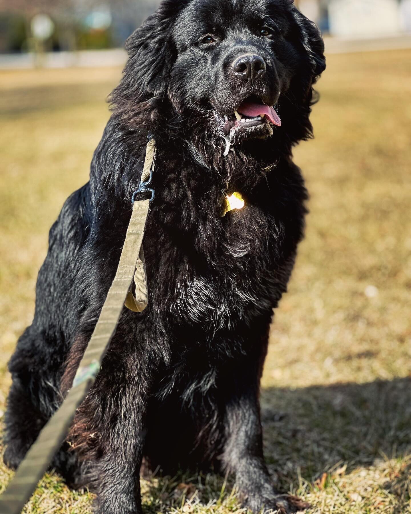 &bull;Bruno&bull; &bull;9 Months Old&bull; &bull;Newfie/Great Pyrenees Mix&bull; &bull;Free slobber bath with every training session&bull;