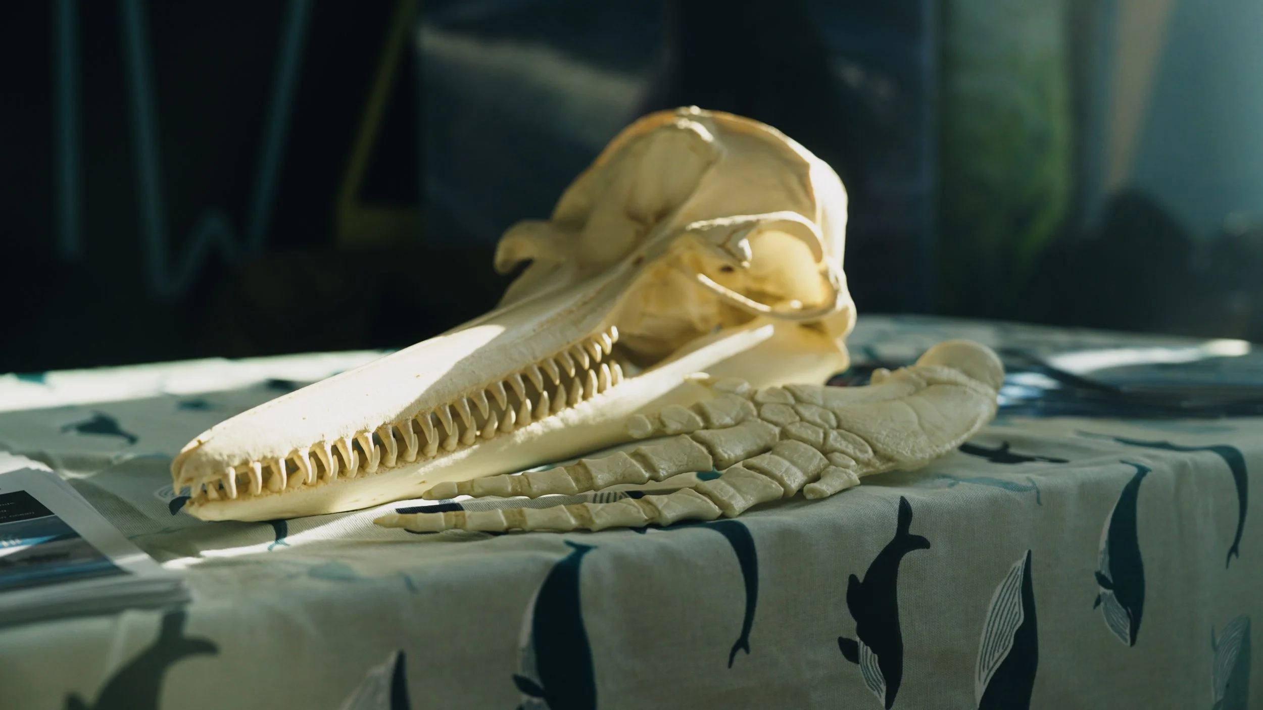 Wild Summit_1 min C1.00_00_03_15.Still003.jpg