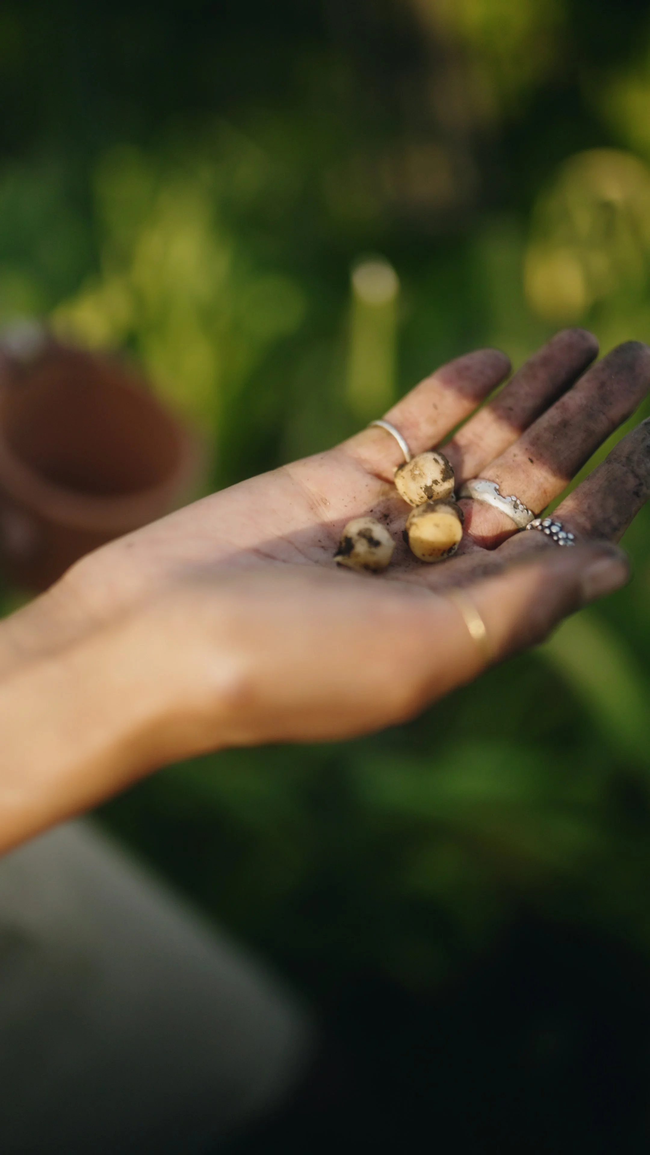 3. Elephant Garlic C2.00_00_49_01.Still008.jpg