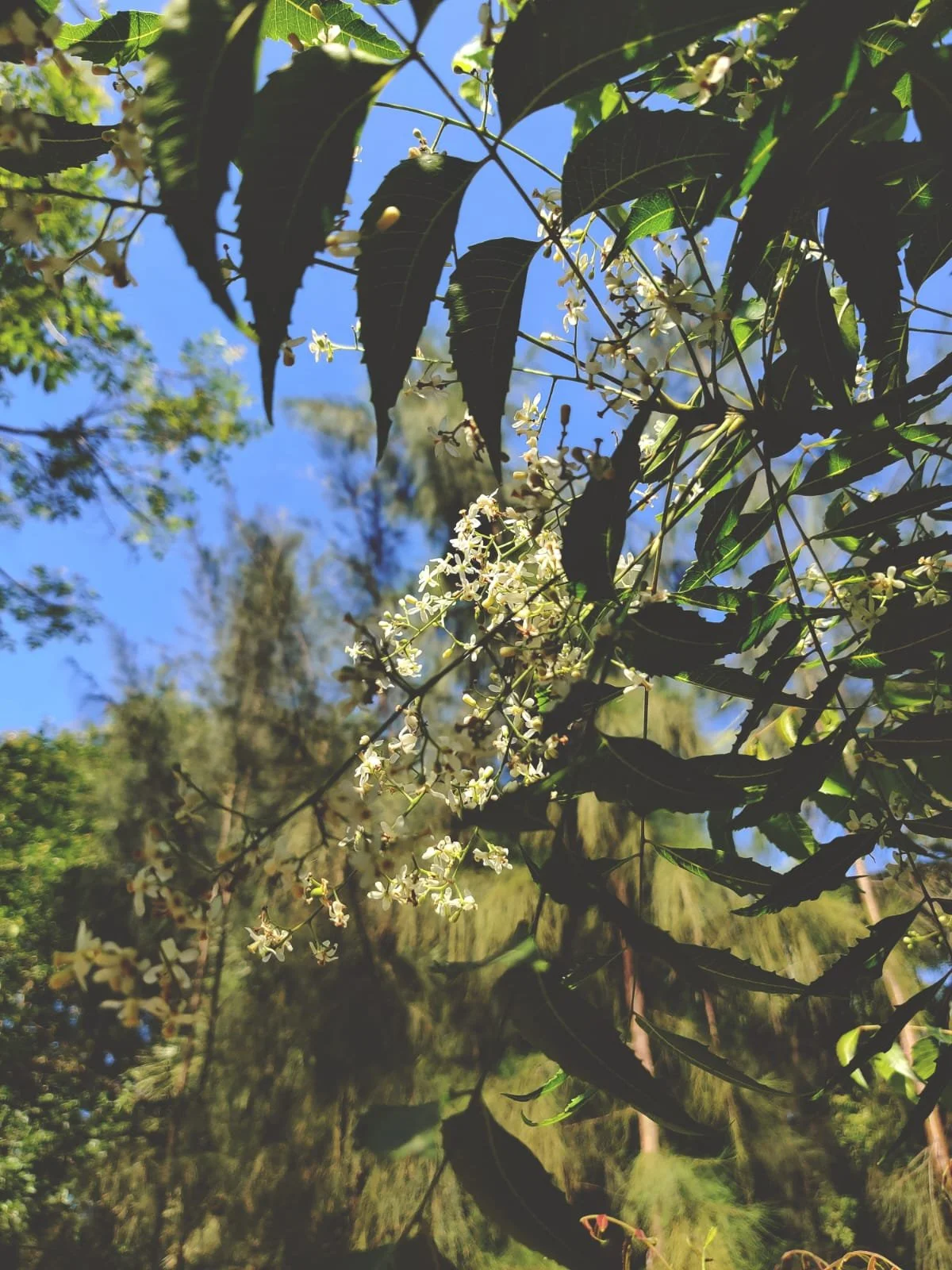 WhatsApp Image 2024-04-24 at 9.30.12 AM.jpeg