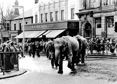elephants led through town.jpg