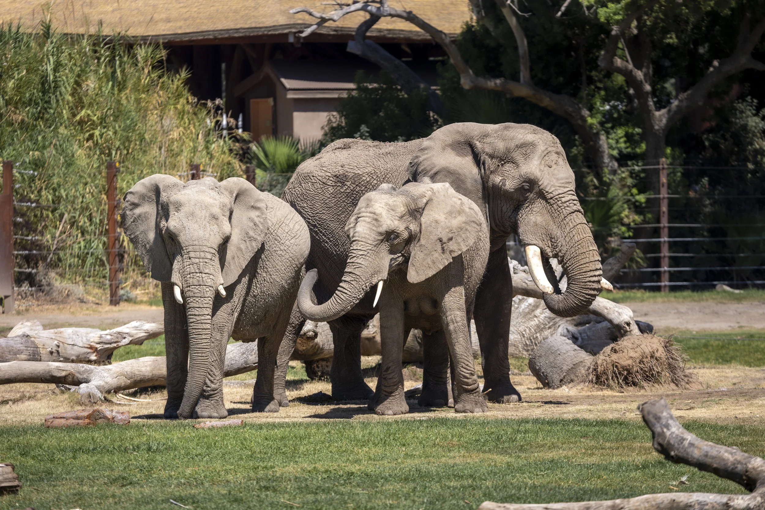 FOR THE LOVE OF ANIMALS