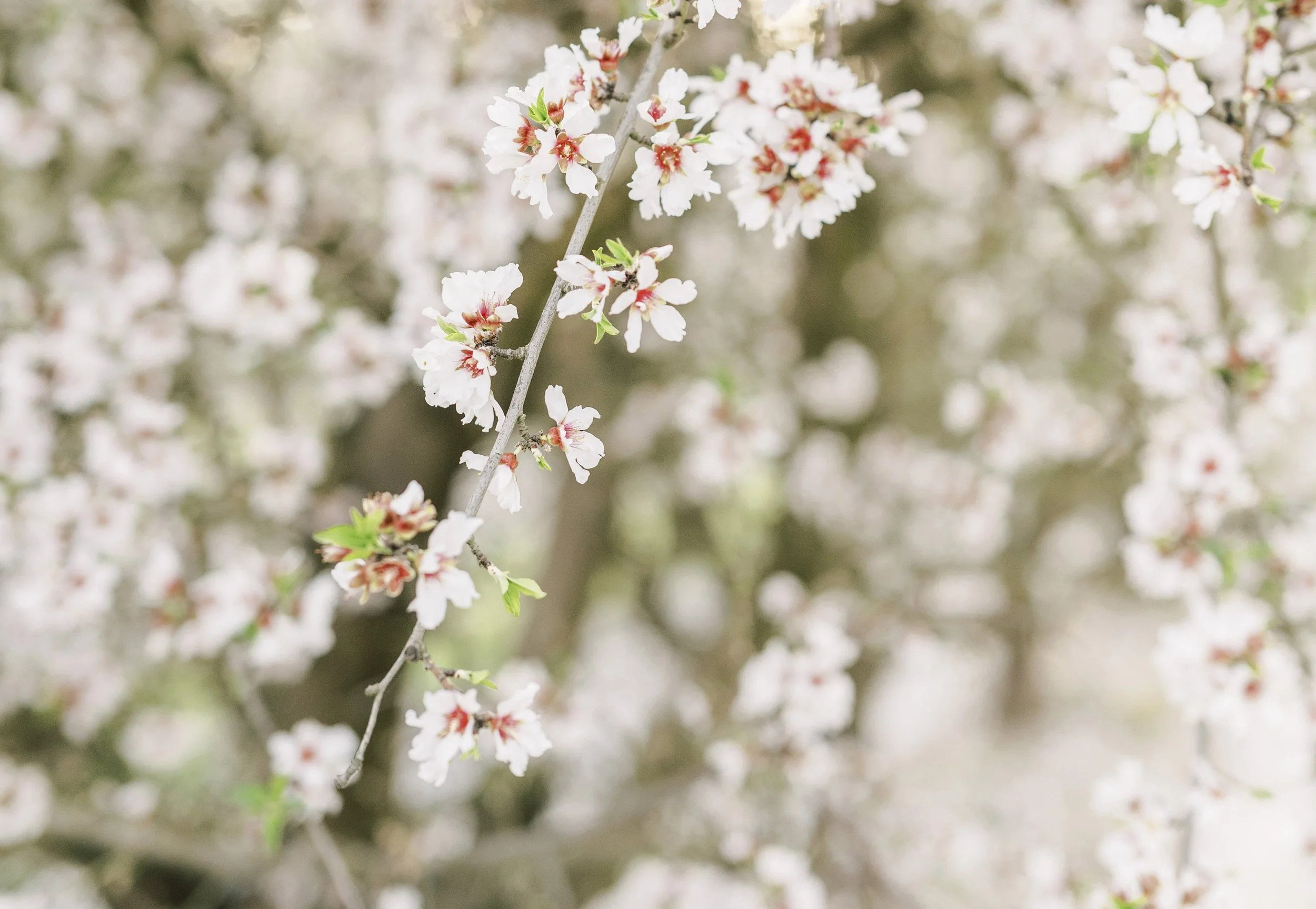 FOLLOW THE BLOSSOM TRAIL