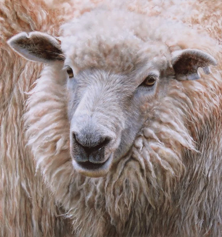 Pastel painting of furry ewe