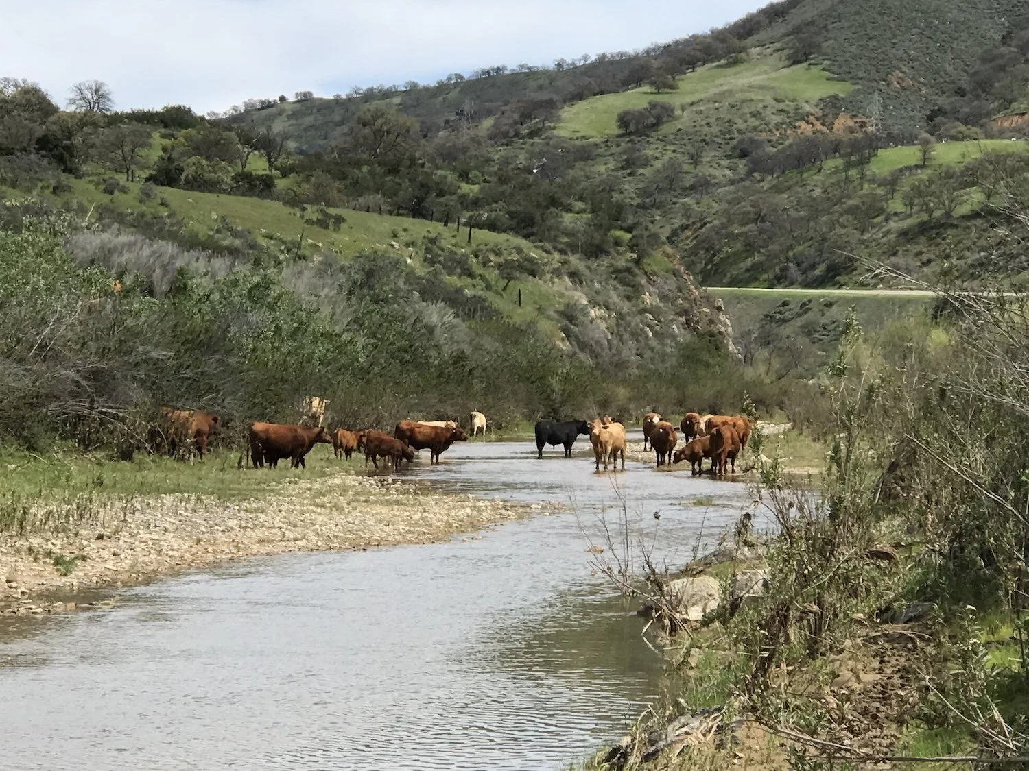 Photo of cattle drinking from a stream