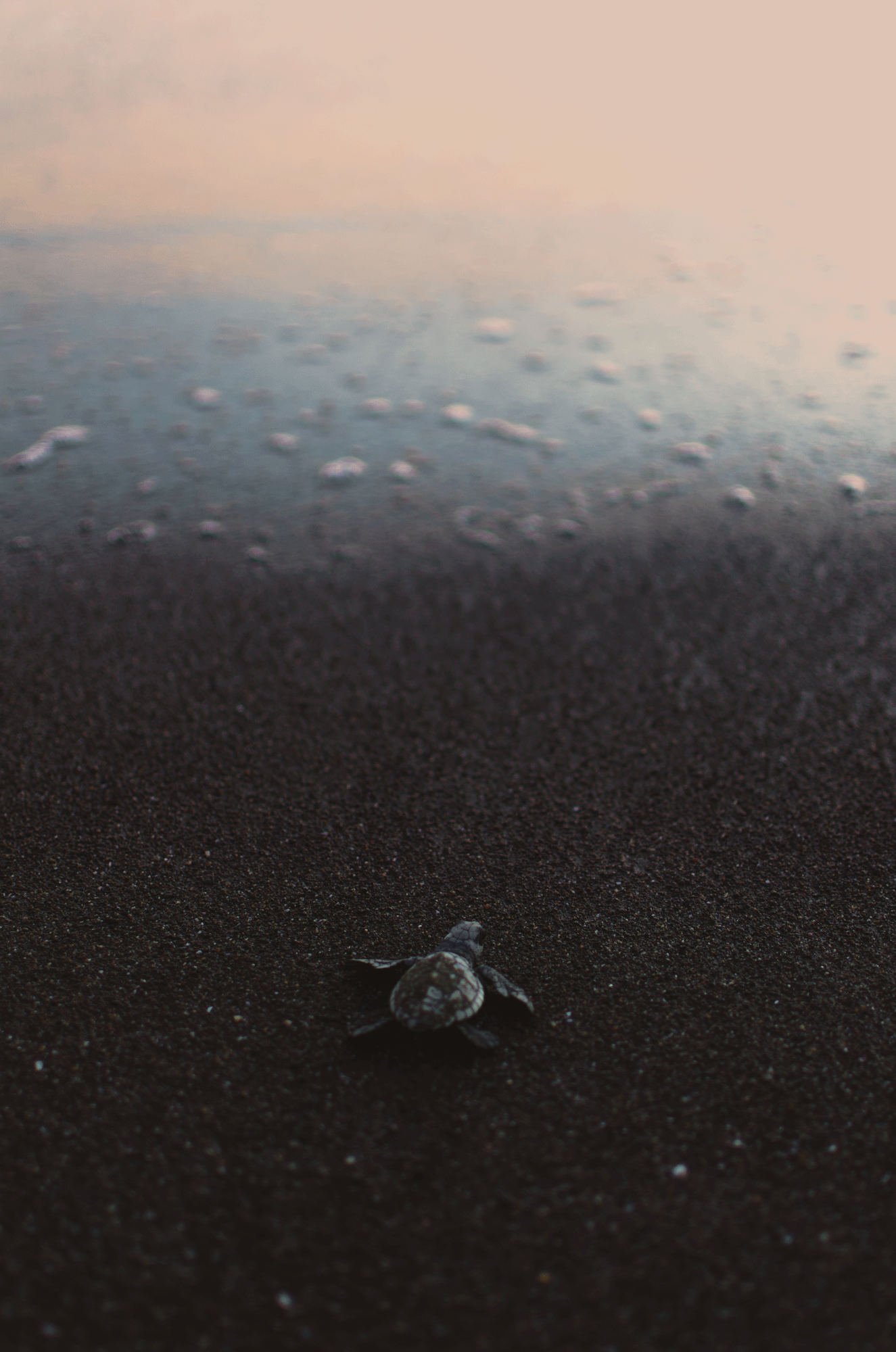 Baby-Turtle-for-kate.gif