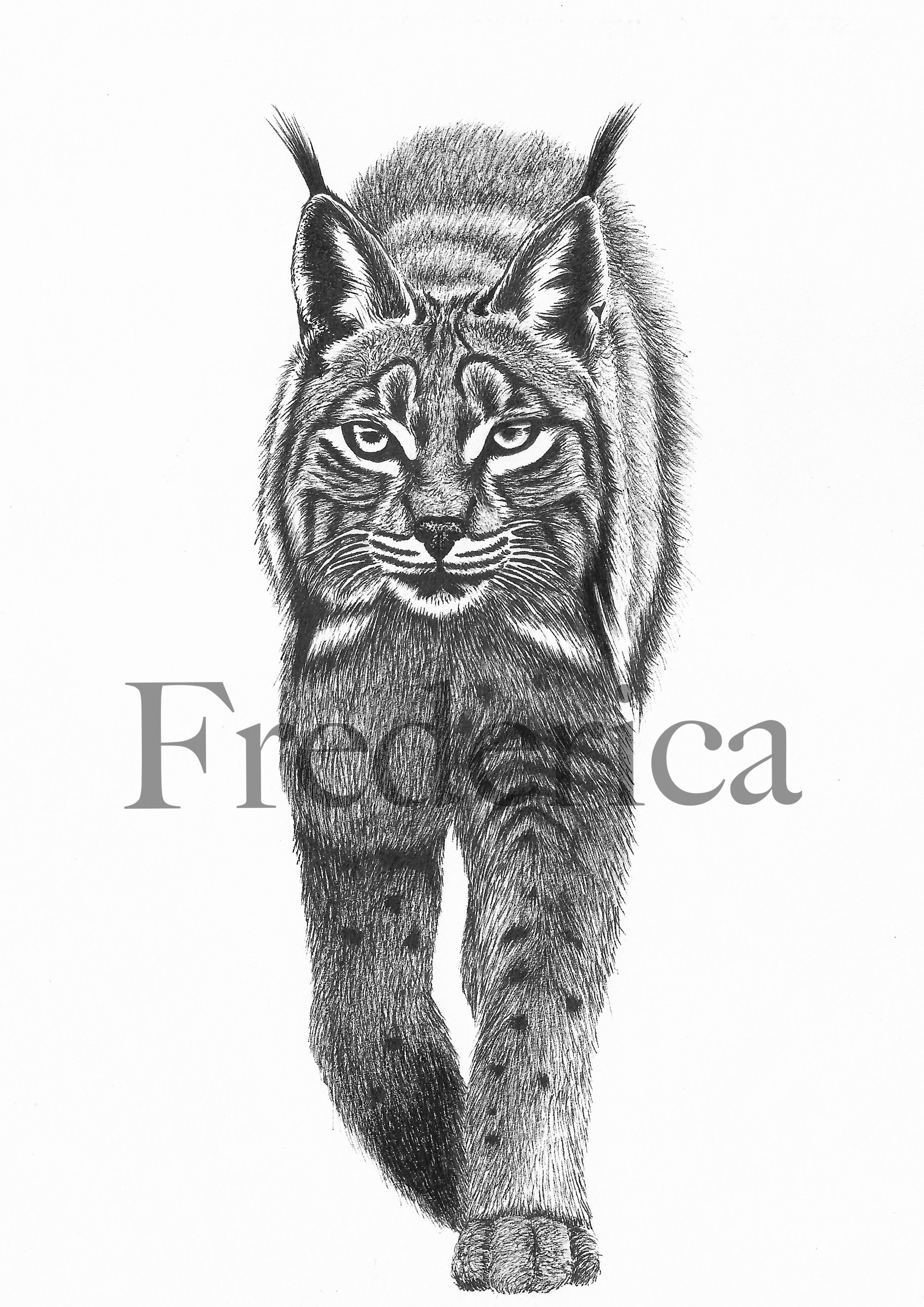 lynx1.jpg