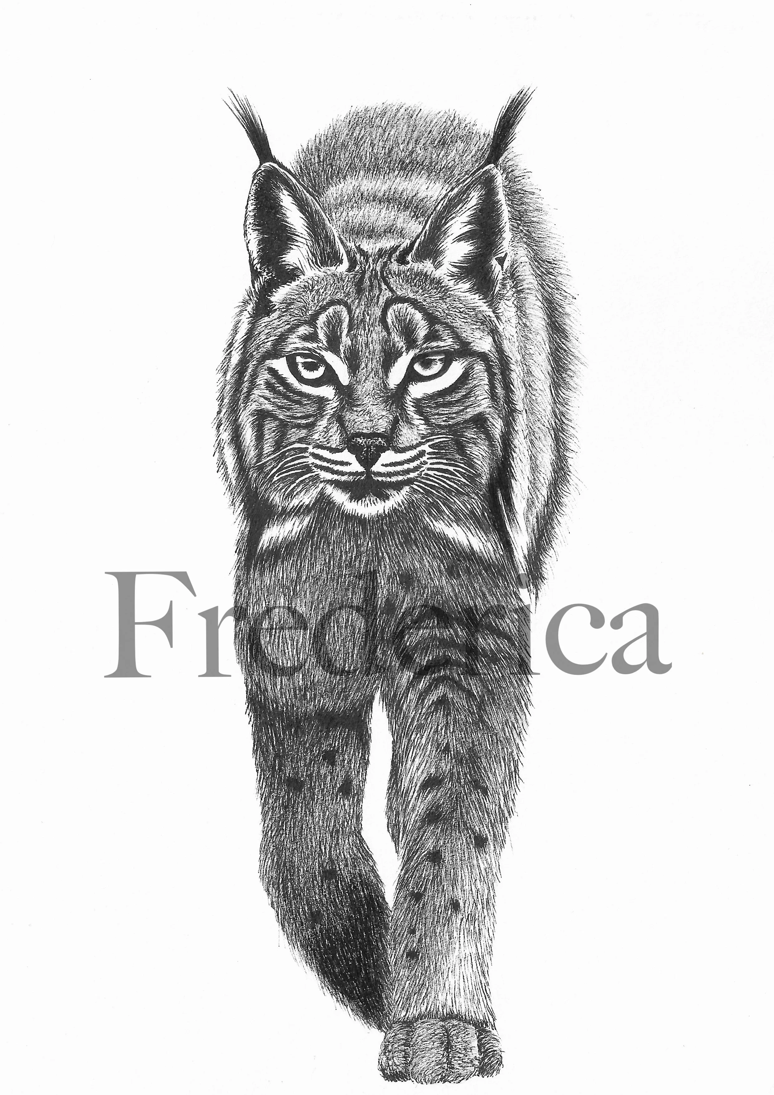 lynx1.jpg