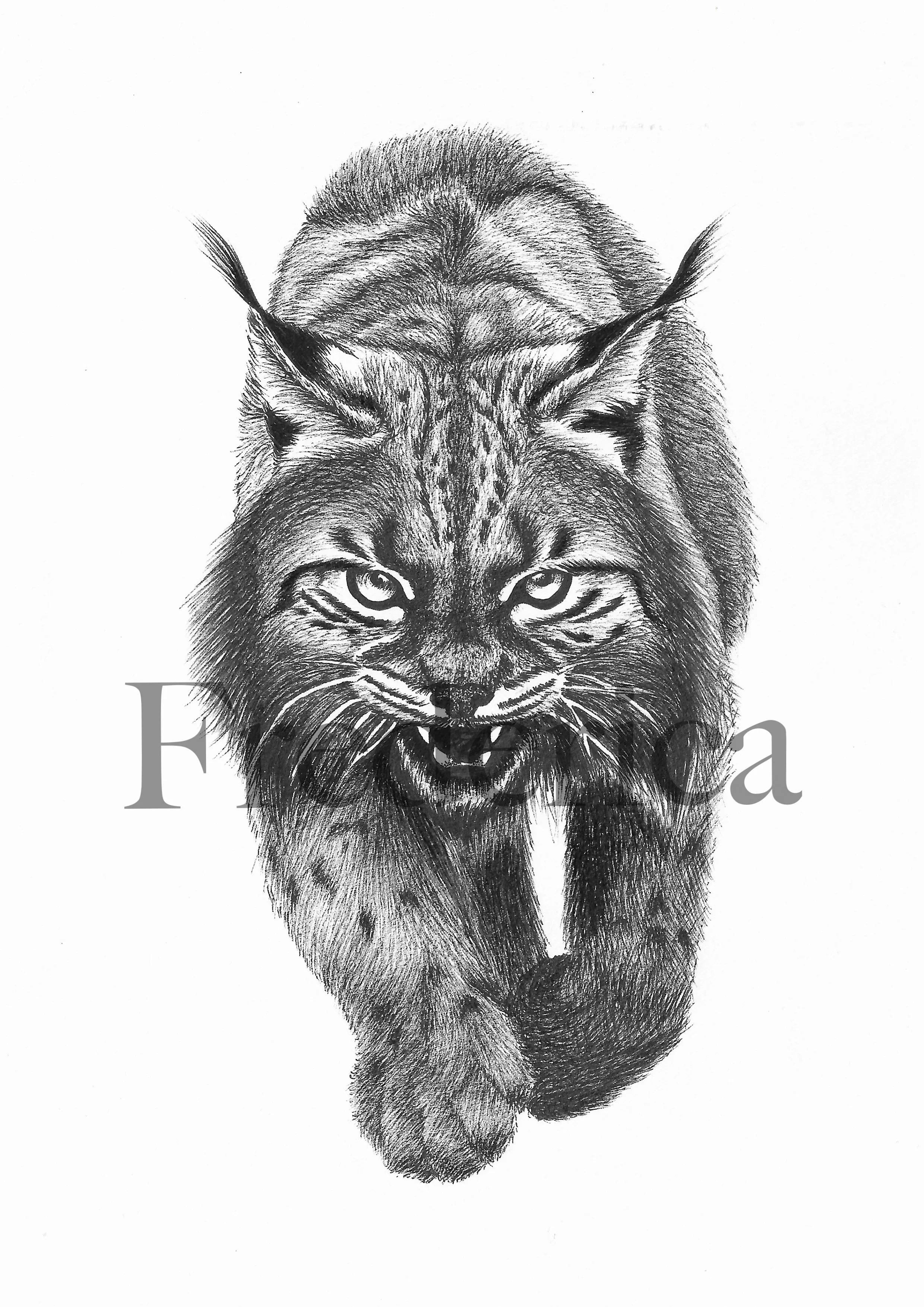 lynx2.jpg