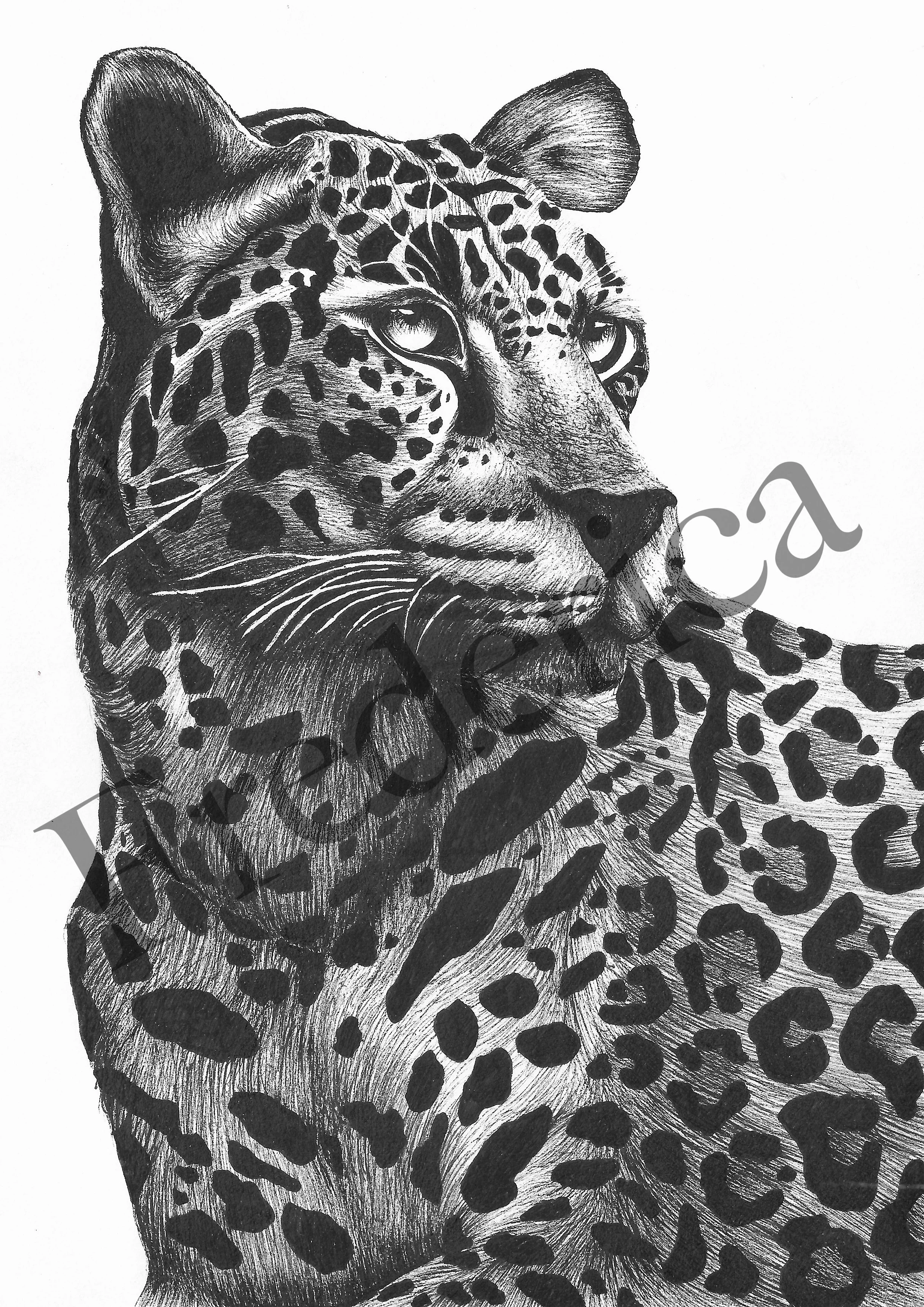 leopard copy.jpg
