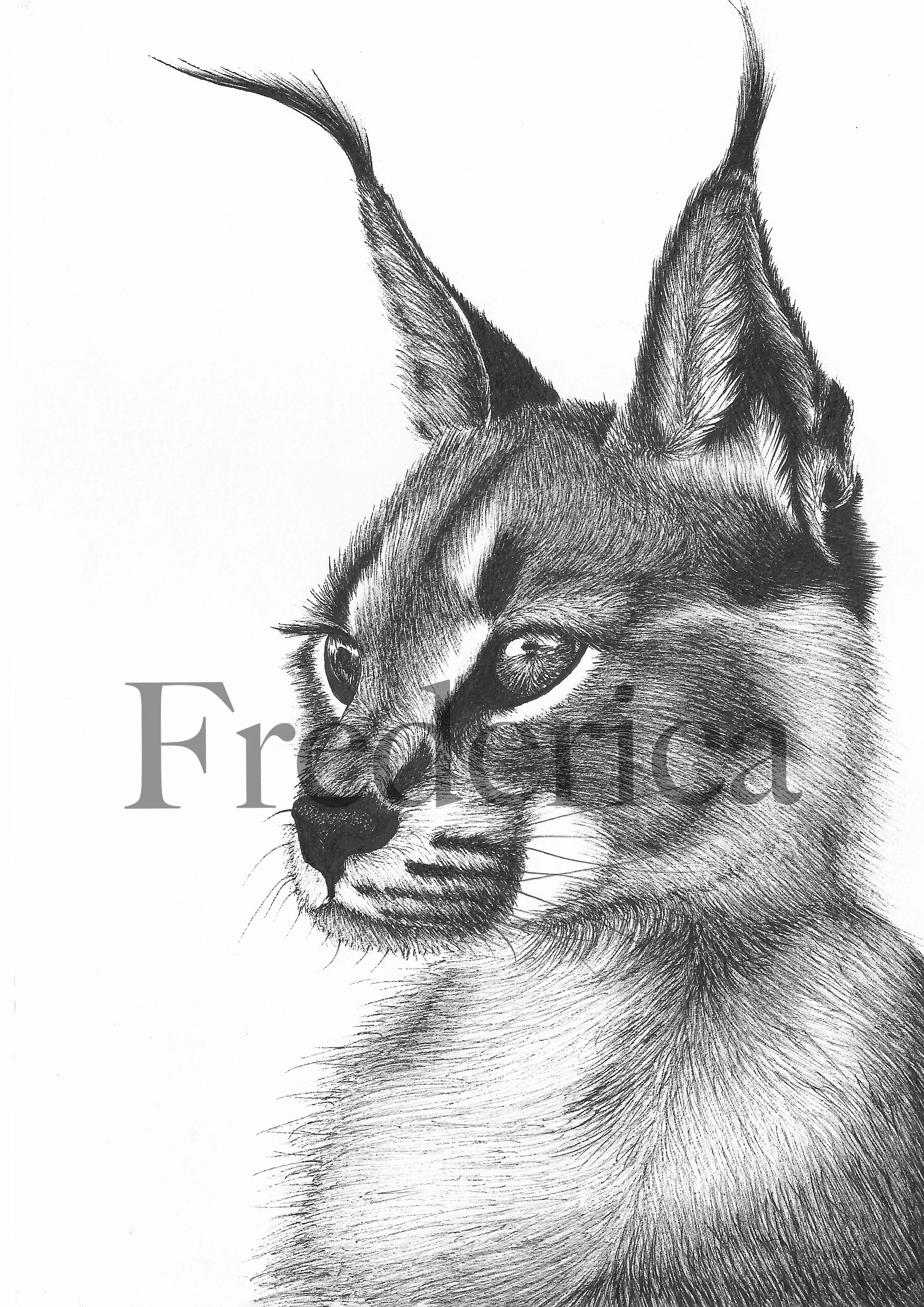 lynx3.jpg