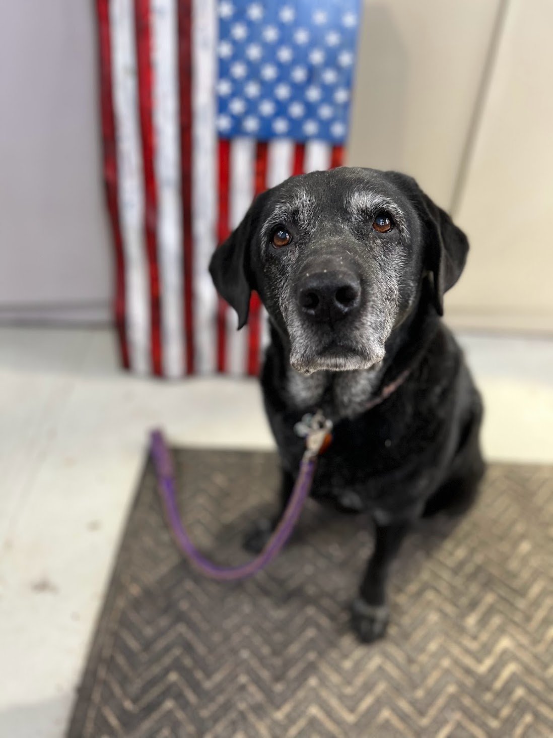 Tina and the american flag, tom becker.jpeg