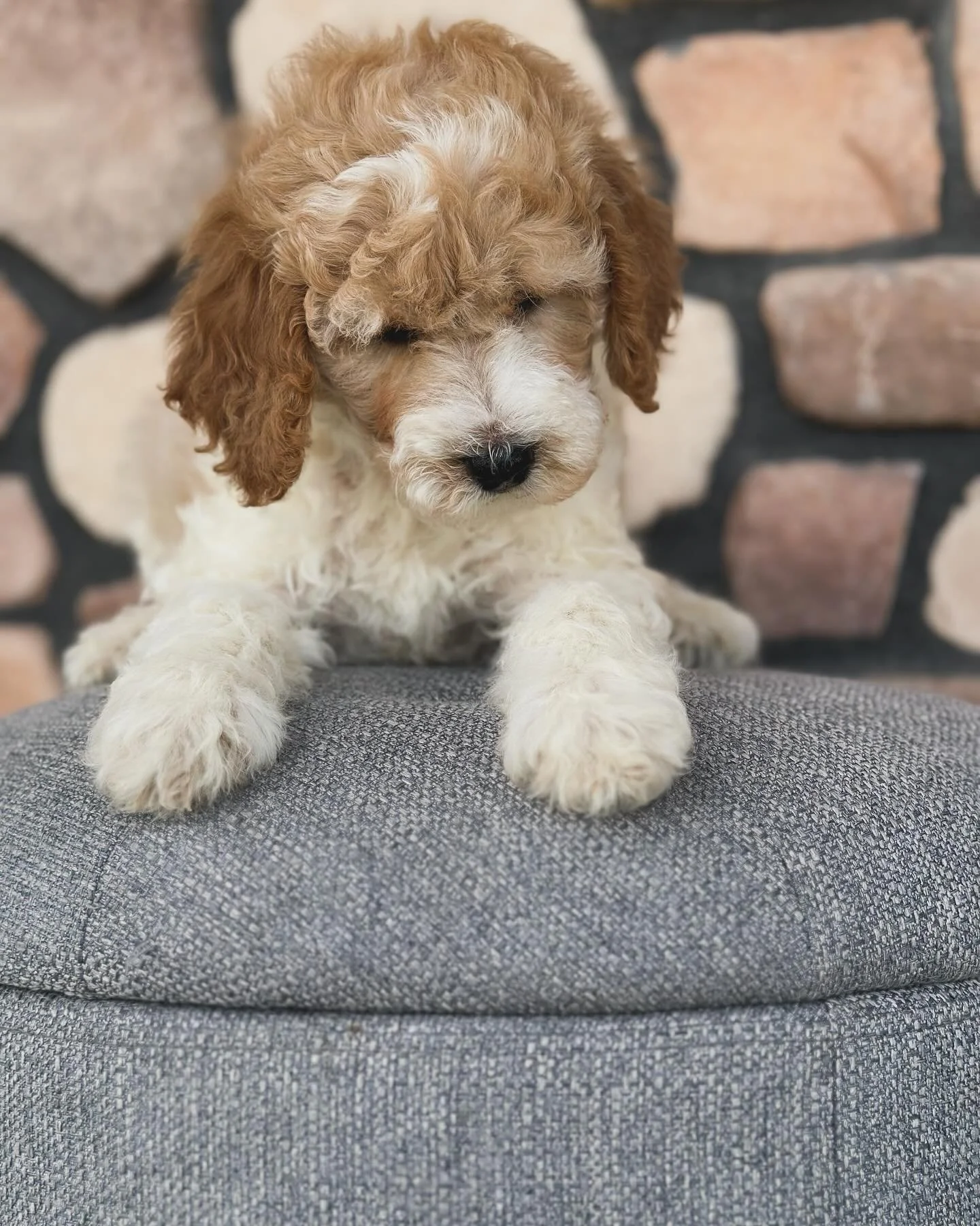 This guy is so cute! 🥰