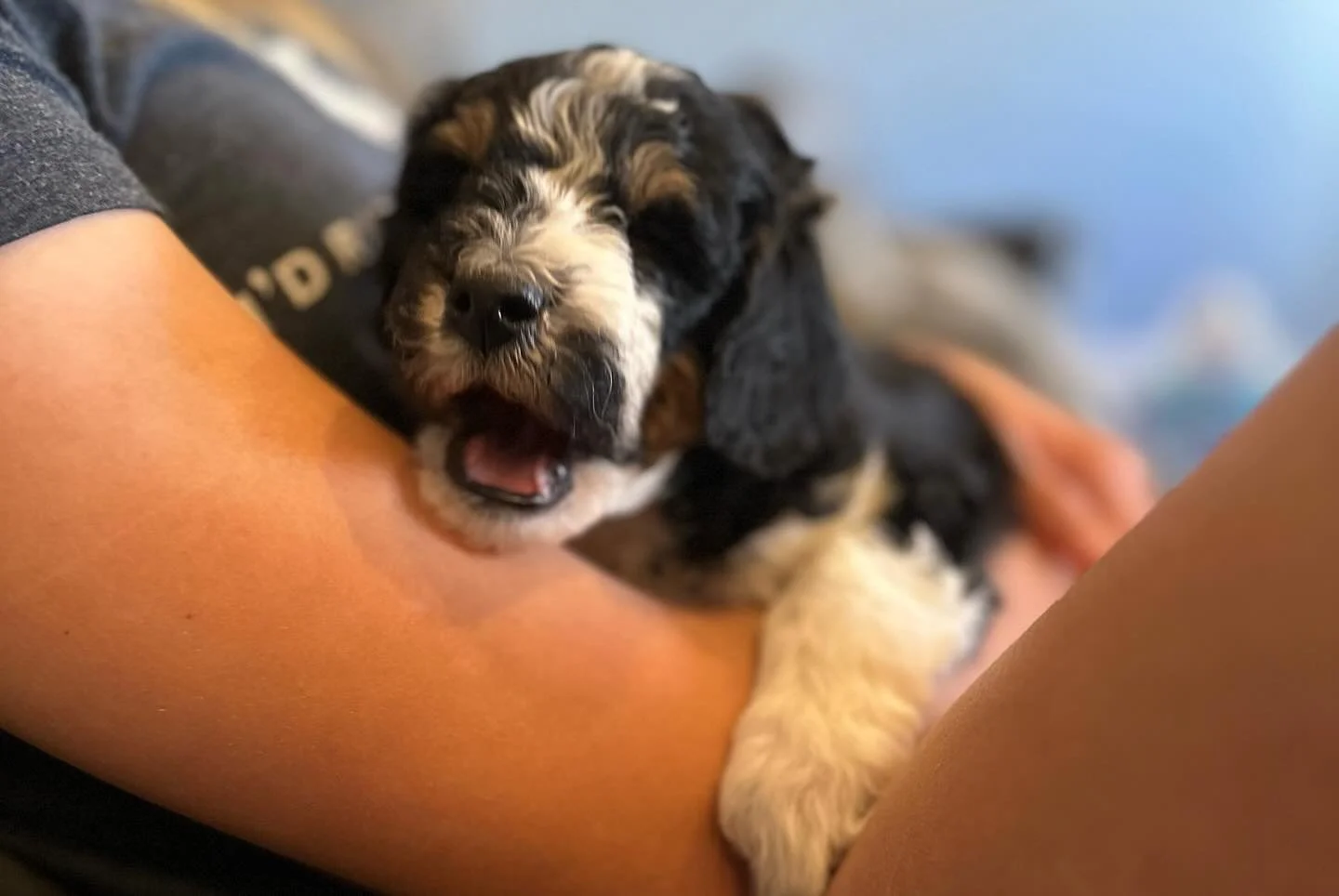 Meet London! My two oldest girls are absolutely smitten with this girl. They fight over her constantly. We are in tears multiple times a day, fighting over who gets to hold her, who gets to feed her, who gets to watch TV while holding her. my oldest 