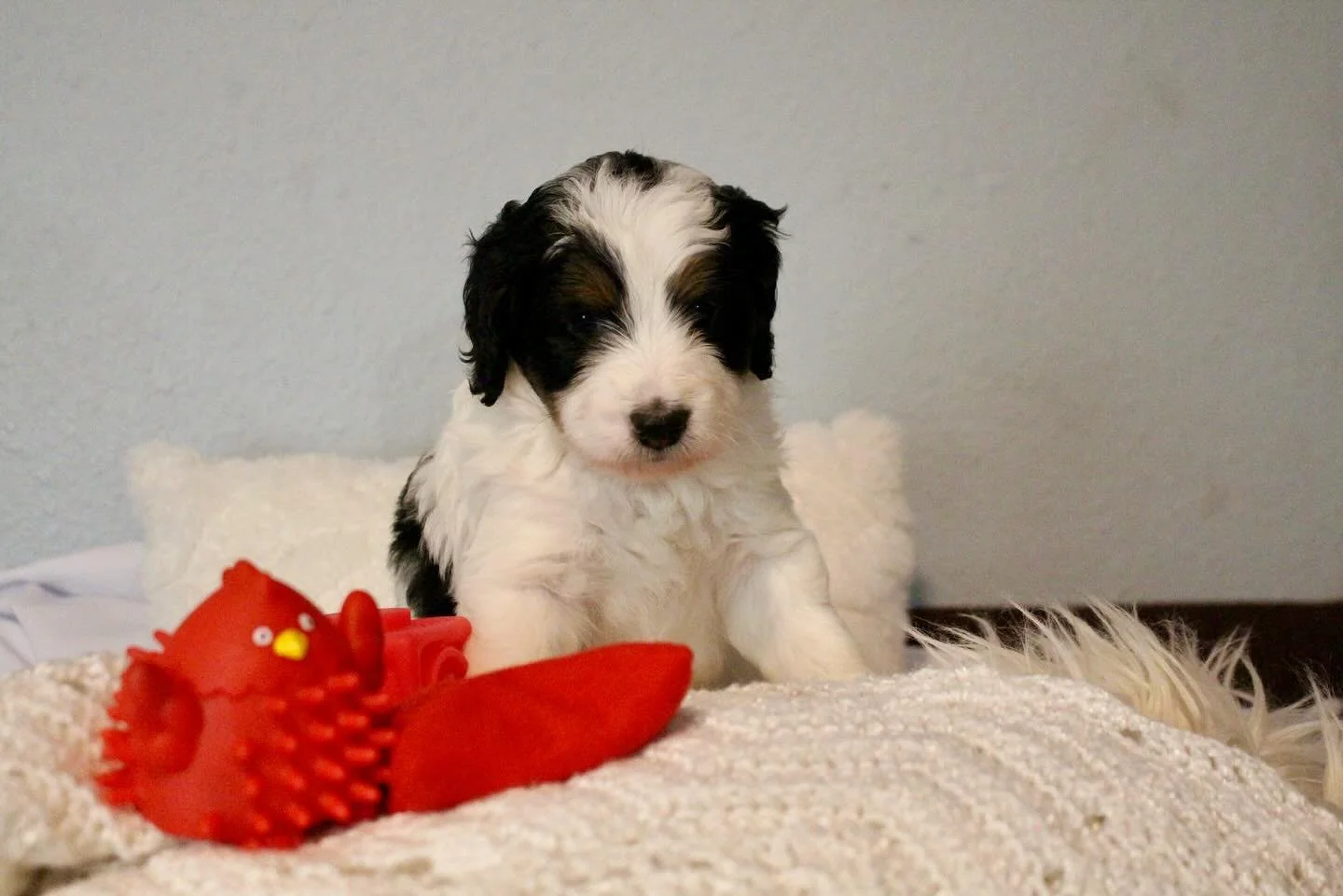 Super adorable multi-generational bernedoodle puppies!!! DM for more information