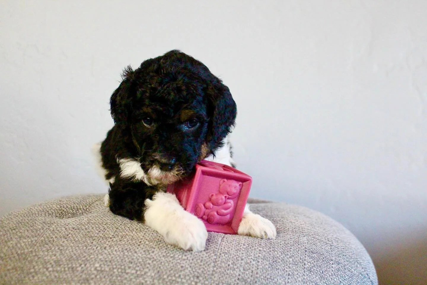 I just love these puppies! They have been such a delight. They are catching on so quickly to their litter box. After a quick trim of the potty path everyone is staying nice and clean!!! Oh I just love it. I know I need to post more often&hellip; but 